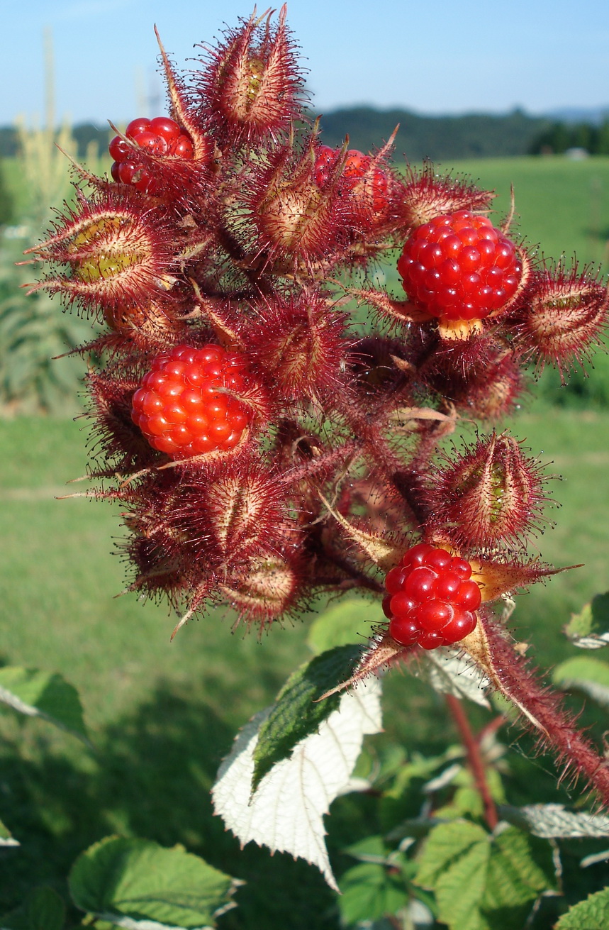 Rubus.phoenicolasius.JPG