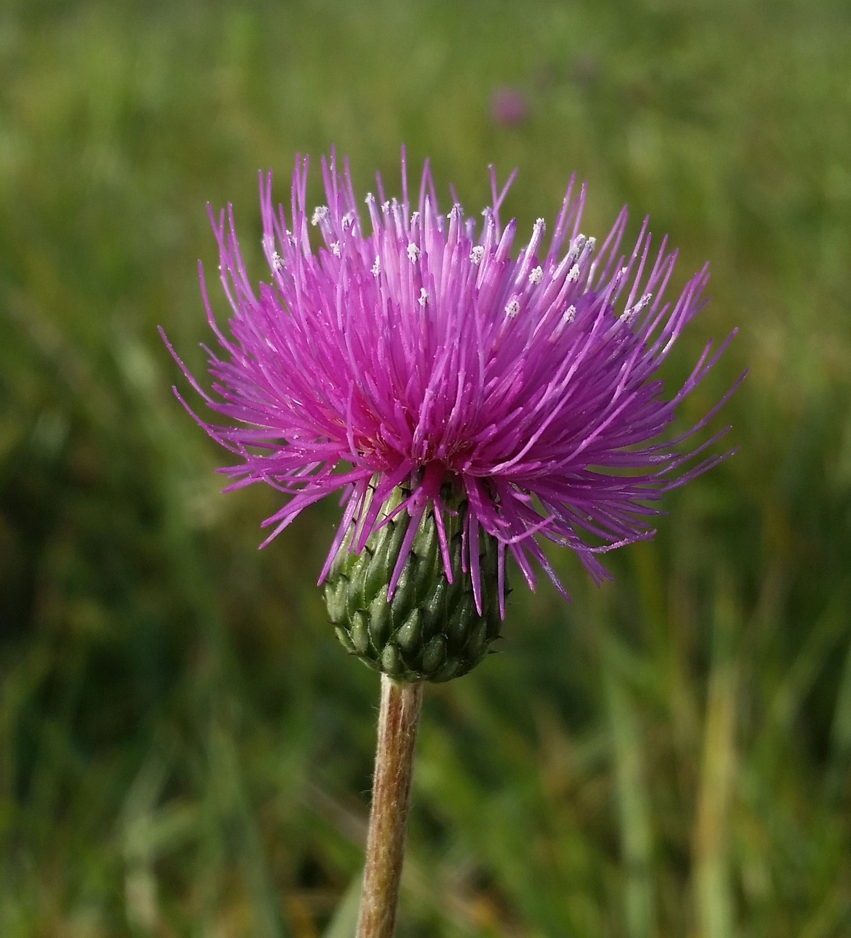 Cirsium spec. 1.jpg