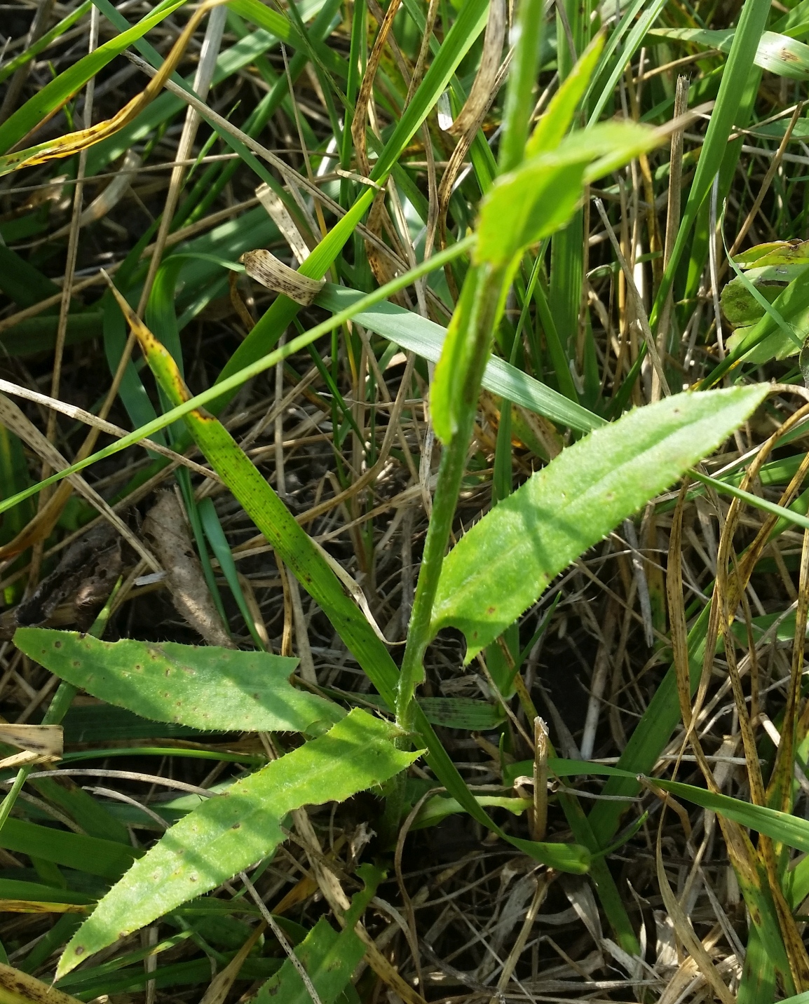 Cirsium spec. 2.jpg