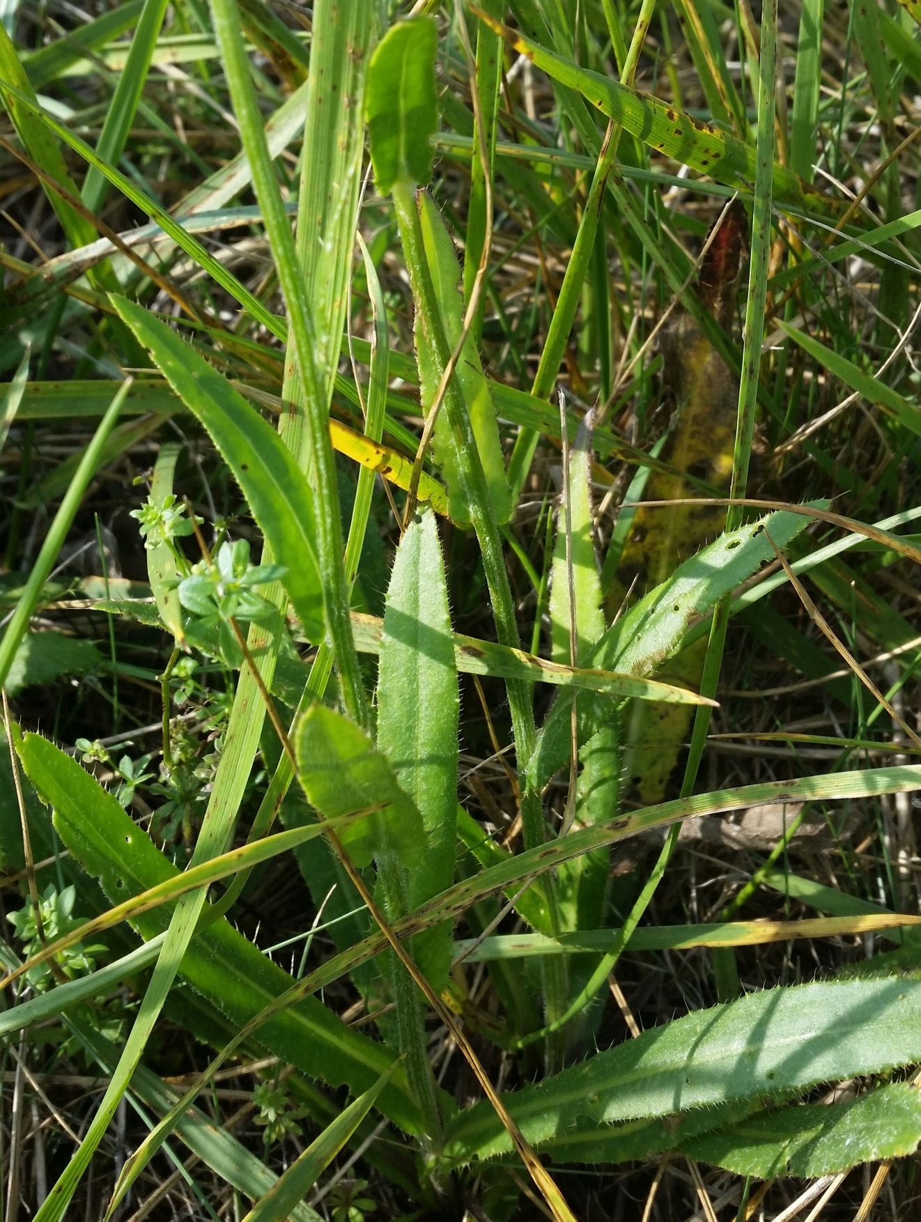 Cirsium spec. 3.jpg