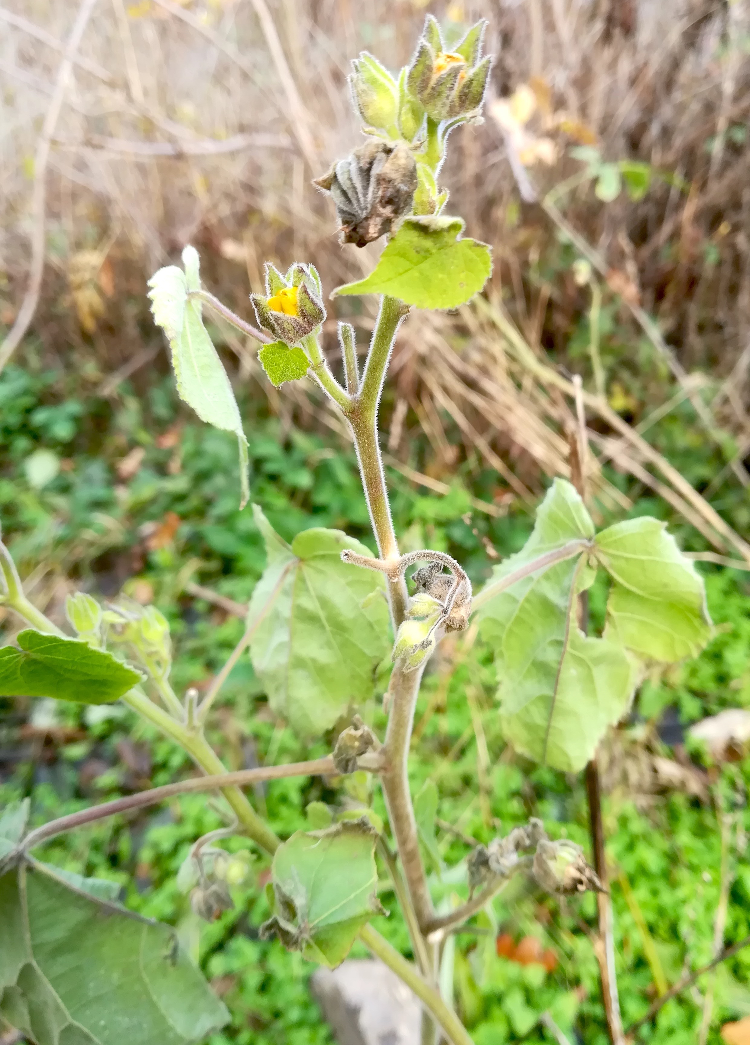 abutilon theophrasti rauchenwarth_20191122_102600.jpg