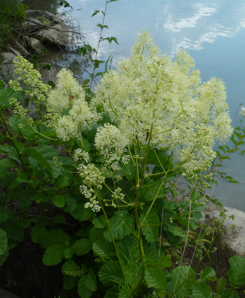 1P1790700 Thalictrum-simplex.JPG