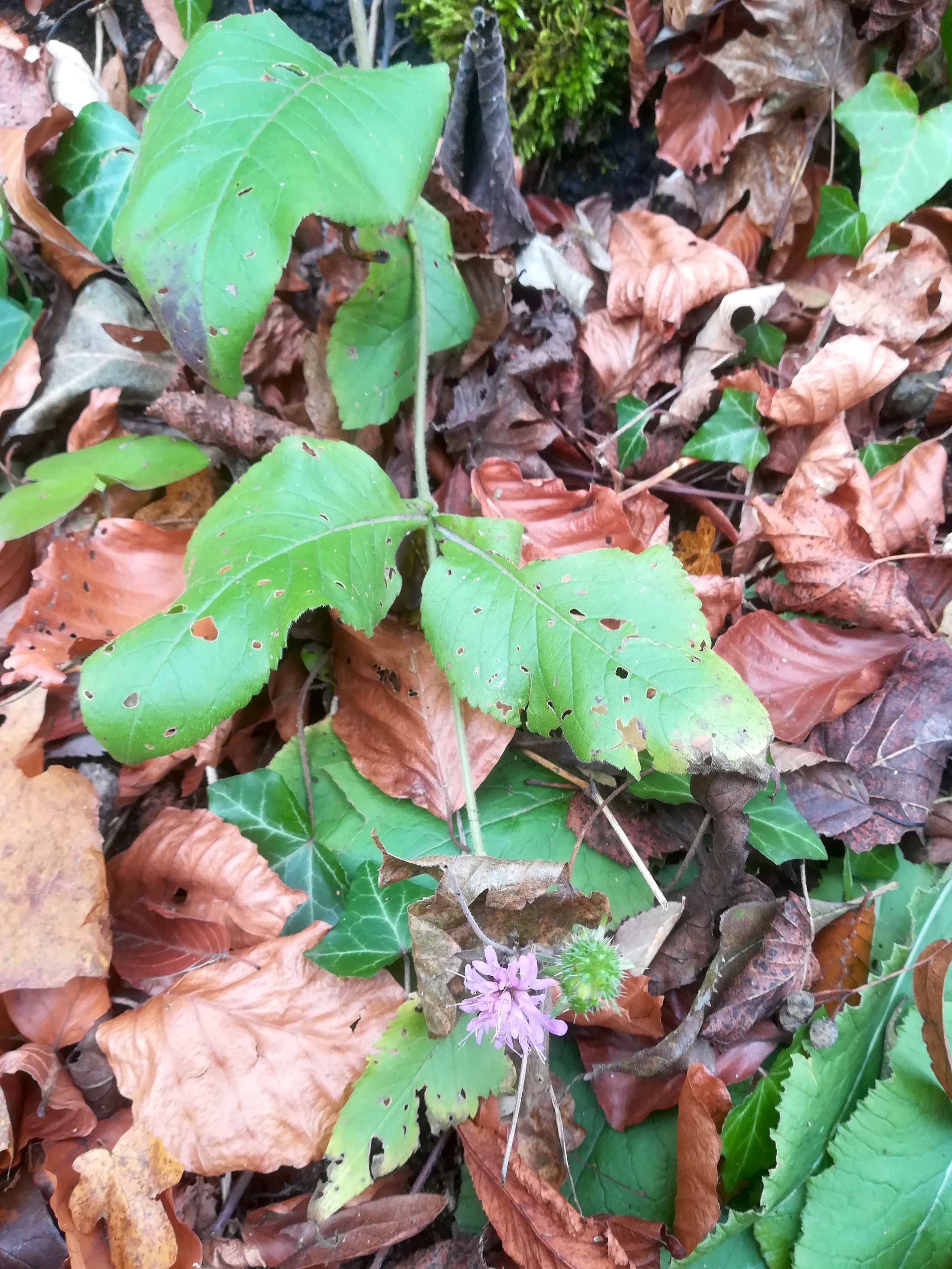 knautia drymeia ruine merkenstein_20191124_112310.jpg