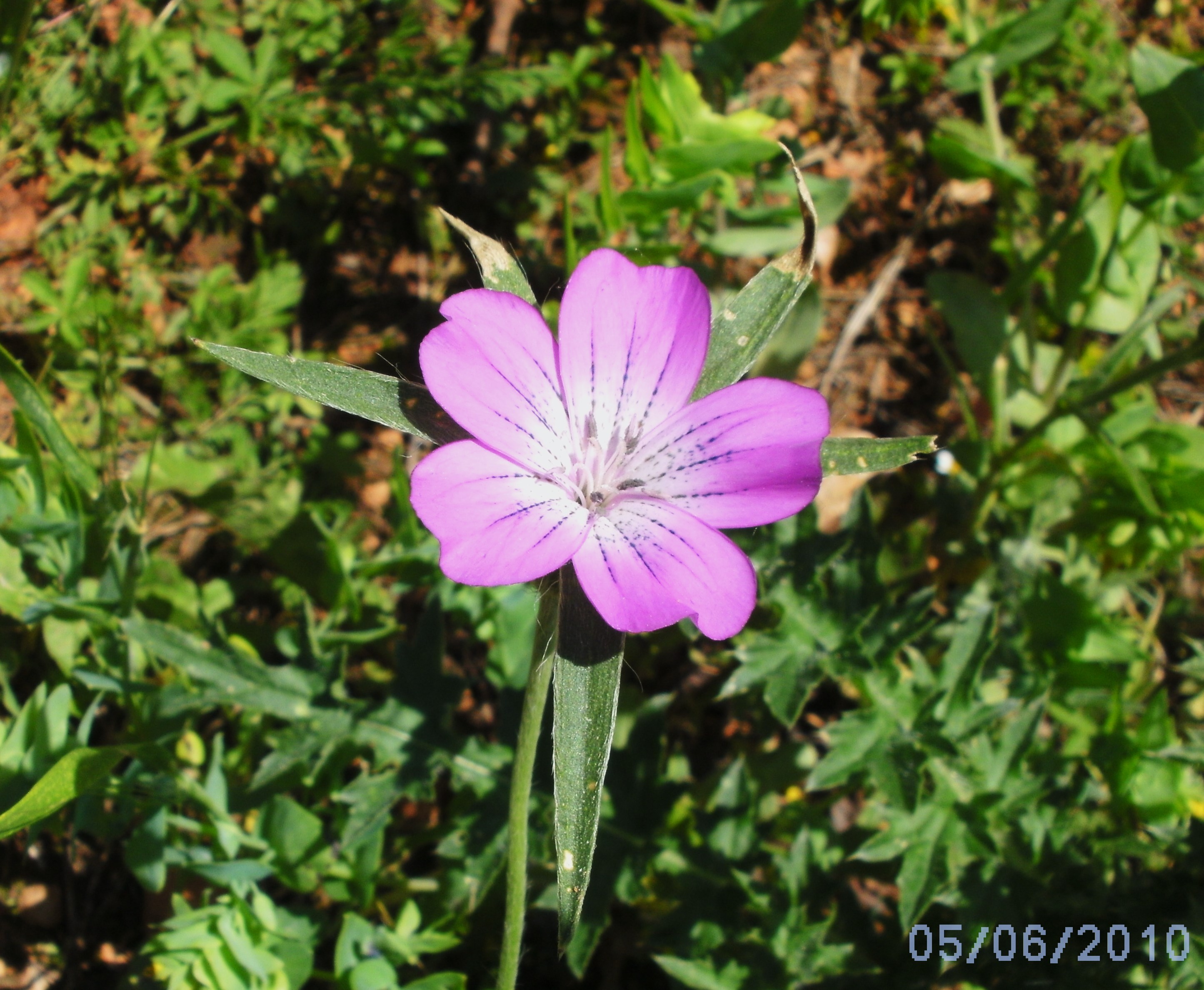 Fischauer Berge 028.JPG