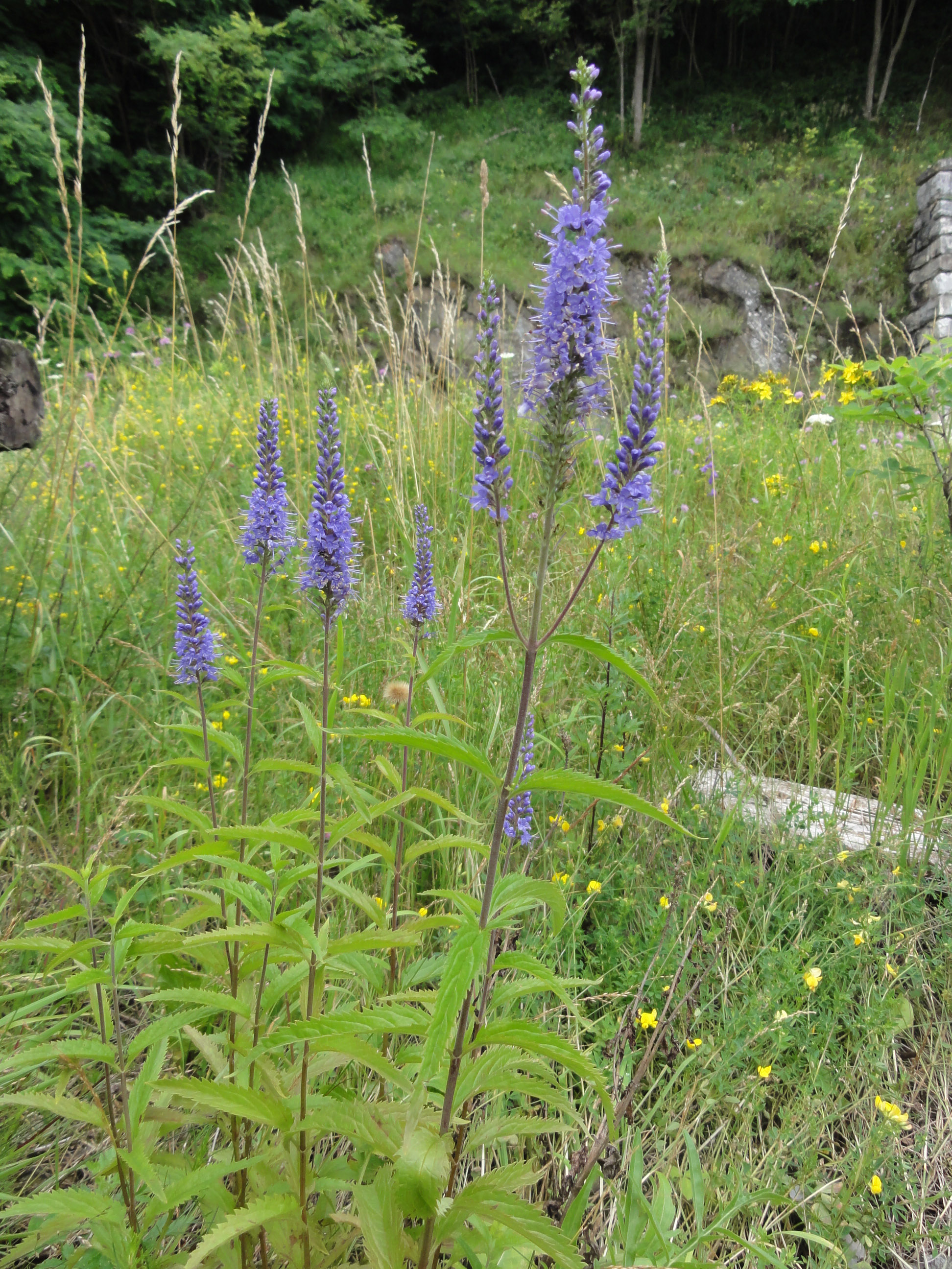 Pseudolysimachion_maritima_Obervellach_20110719.jpg