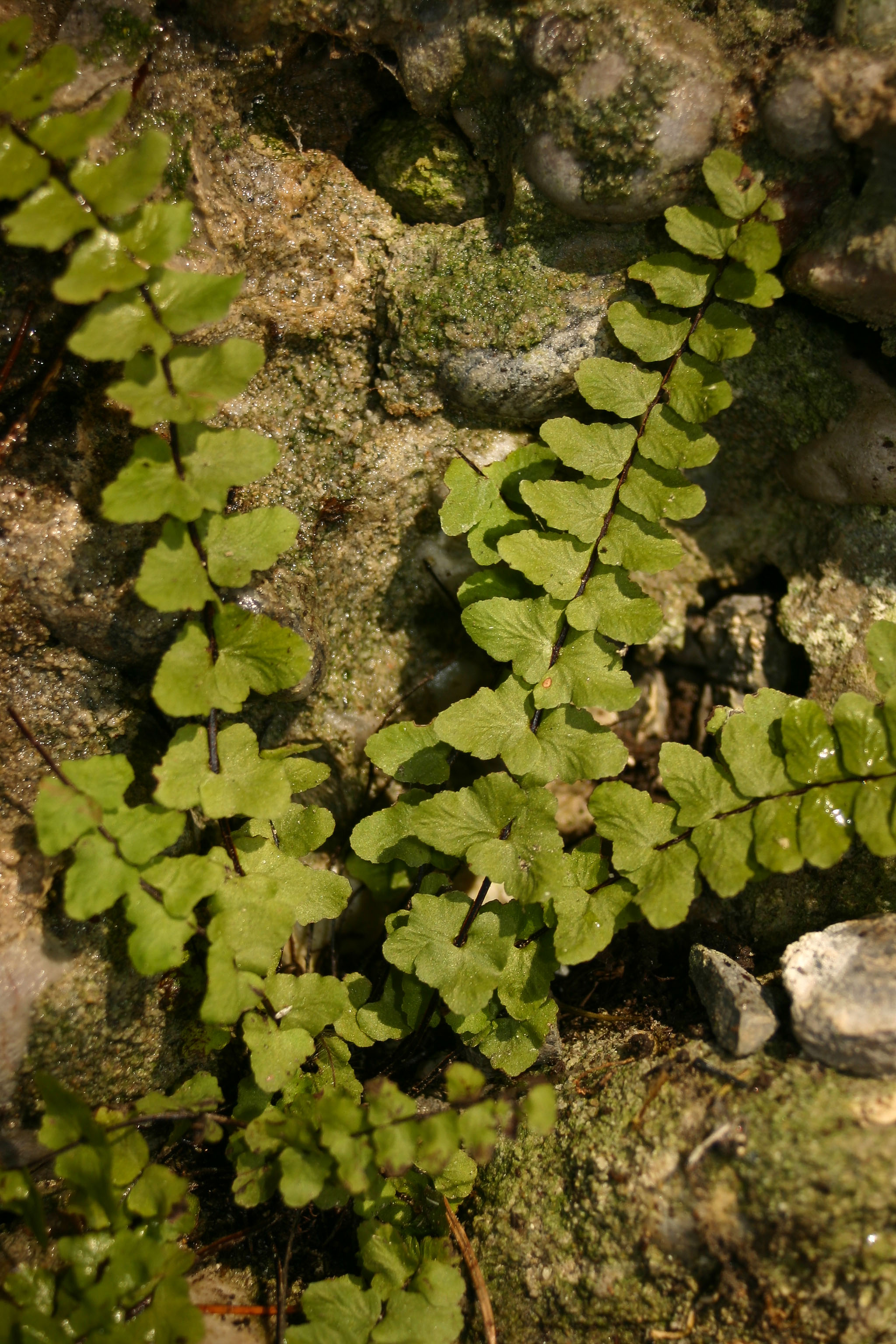 Asplenium_trichomanes ssp. hastatum_Georgenberg_2005.jpg