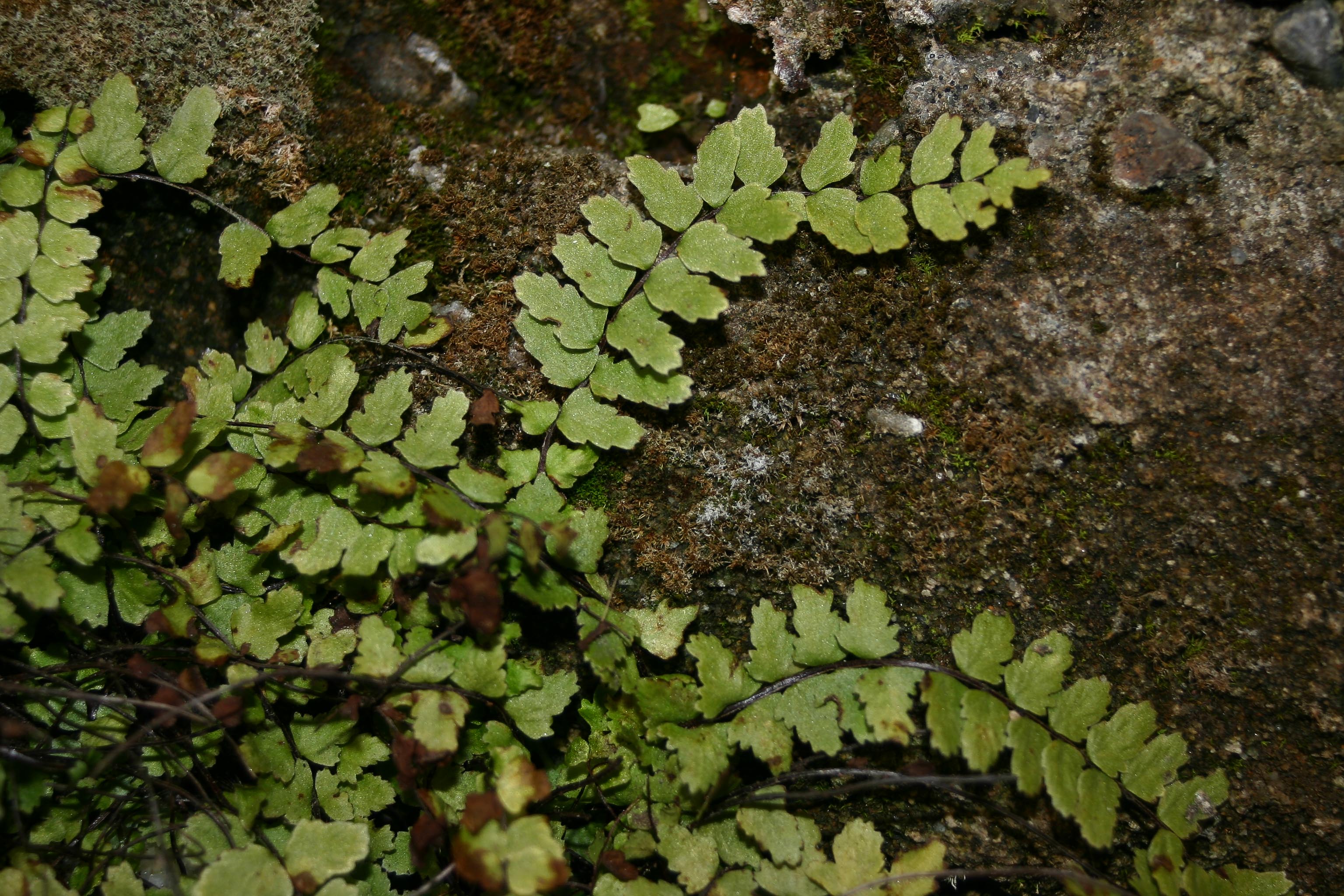 Asplenium_trichomanes ssp. pachyrhachis_Bruderloch_2005.jpg