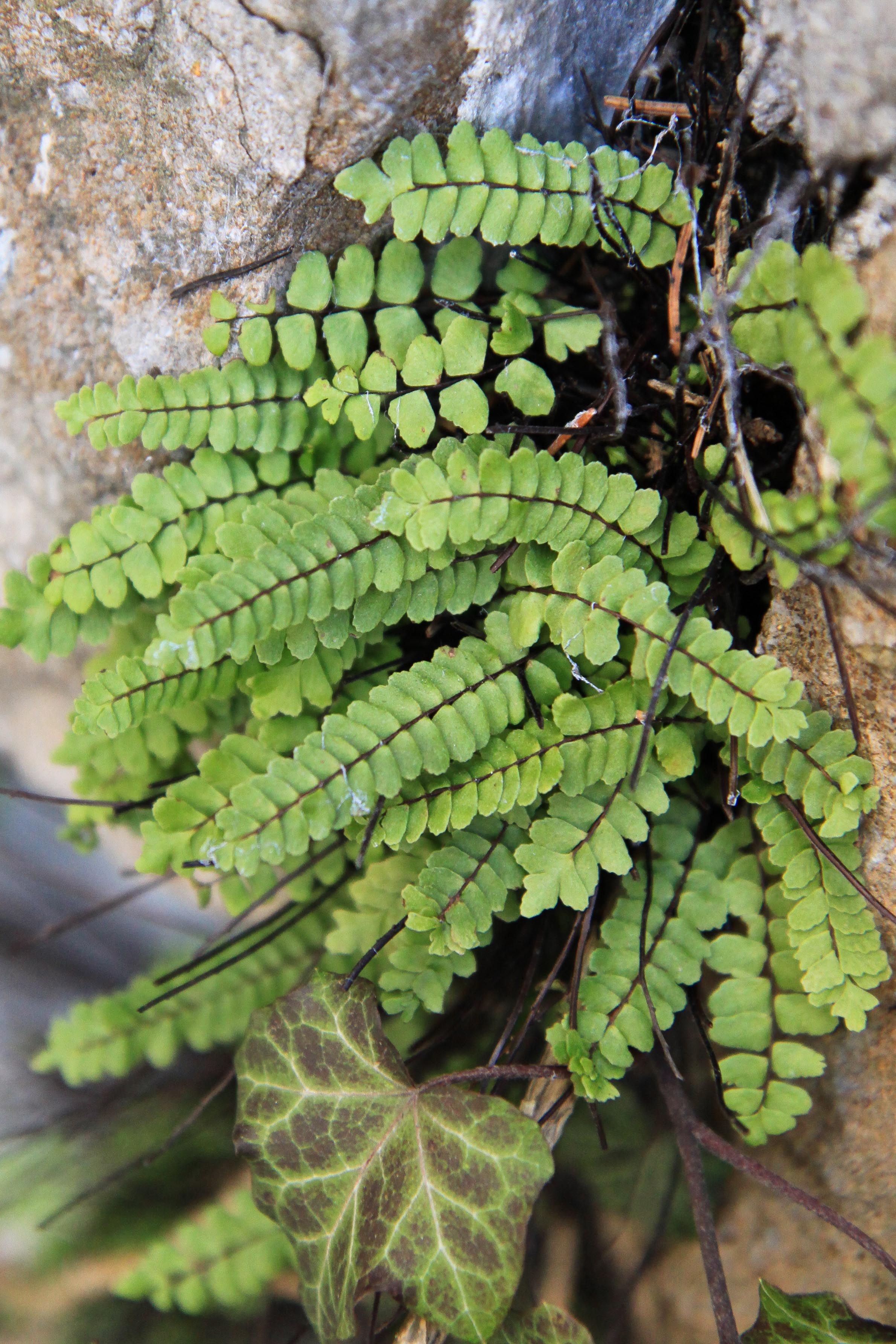 Asplenium_trichomanes ssp. inexpectans_Lamprechtshausen_2010.jpg