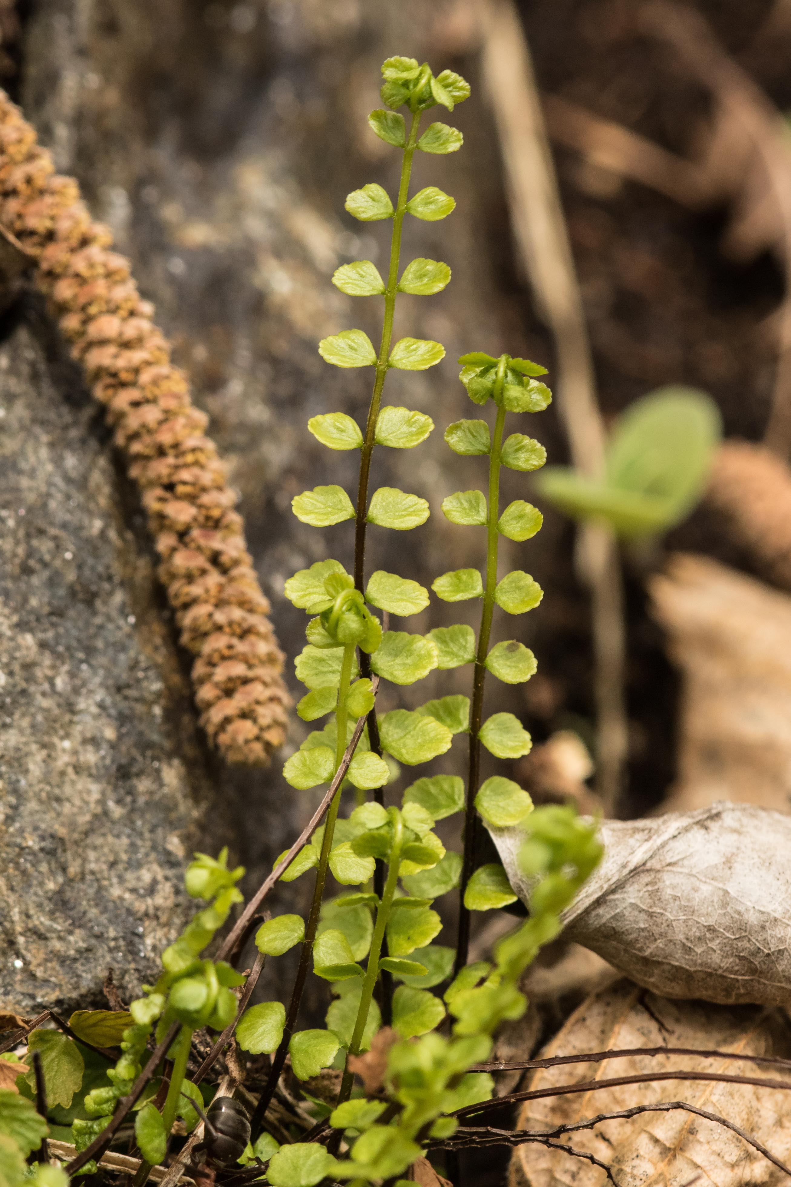 Asplenium trichomanes ssp. trichomanes_Unterpeischlach_2018.jpg