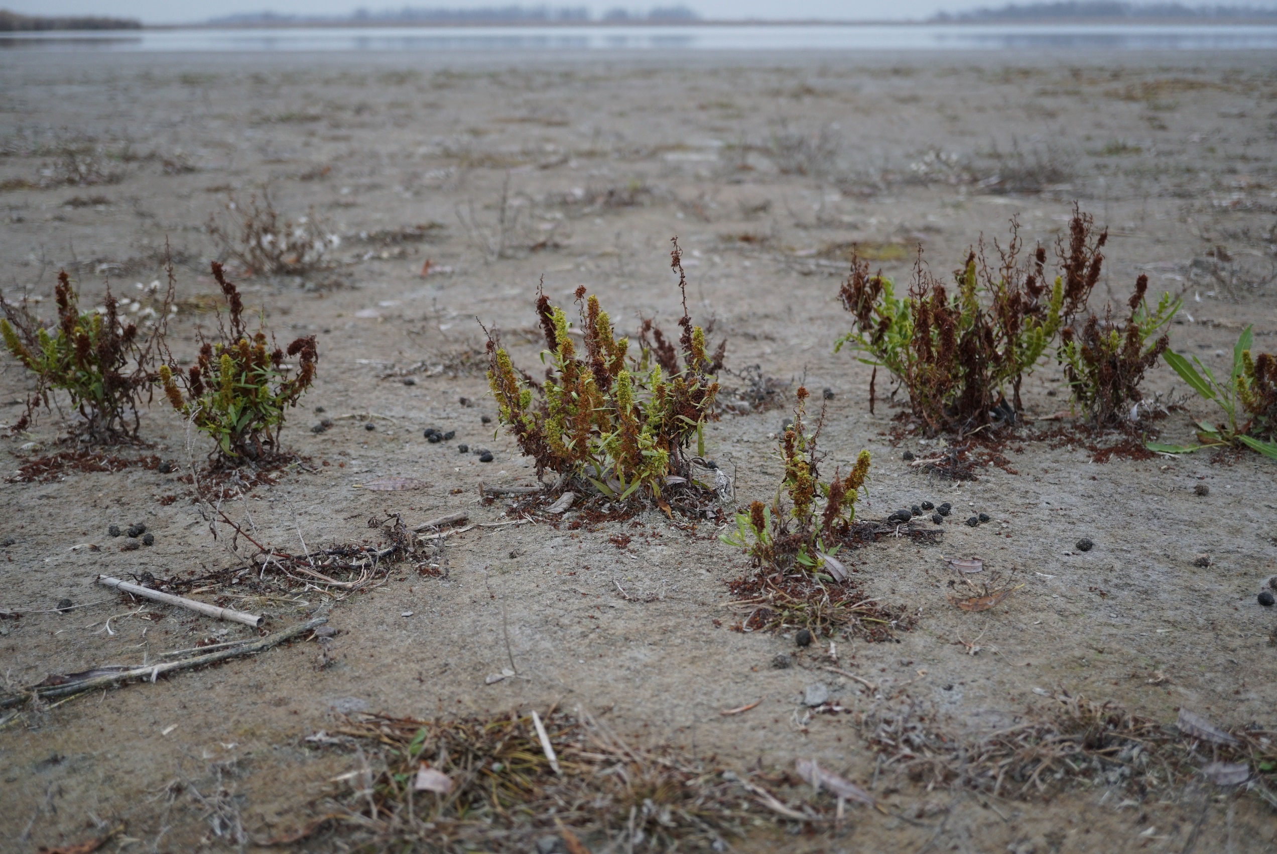 DSC00070 Rumex maritimus.JPG