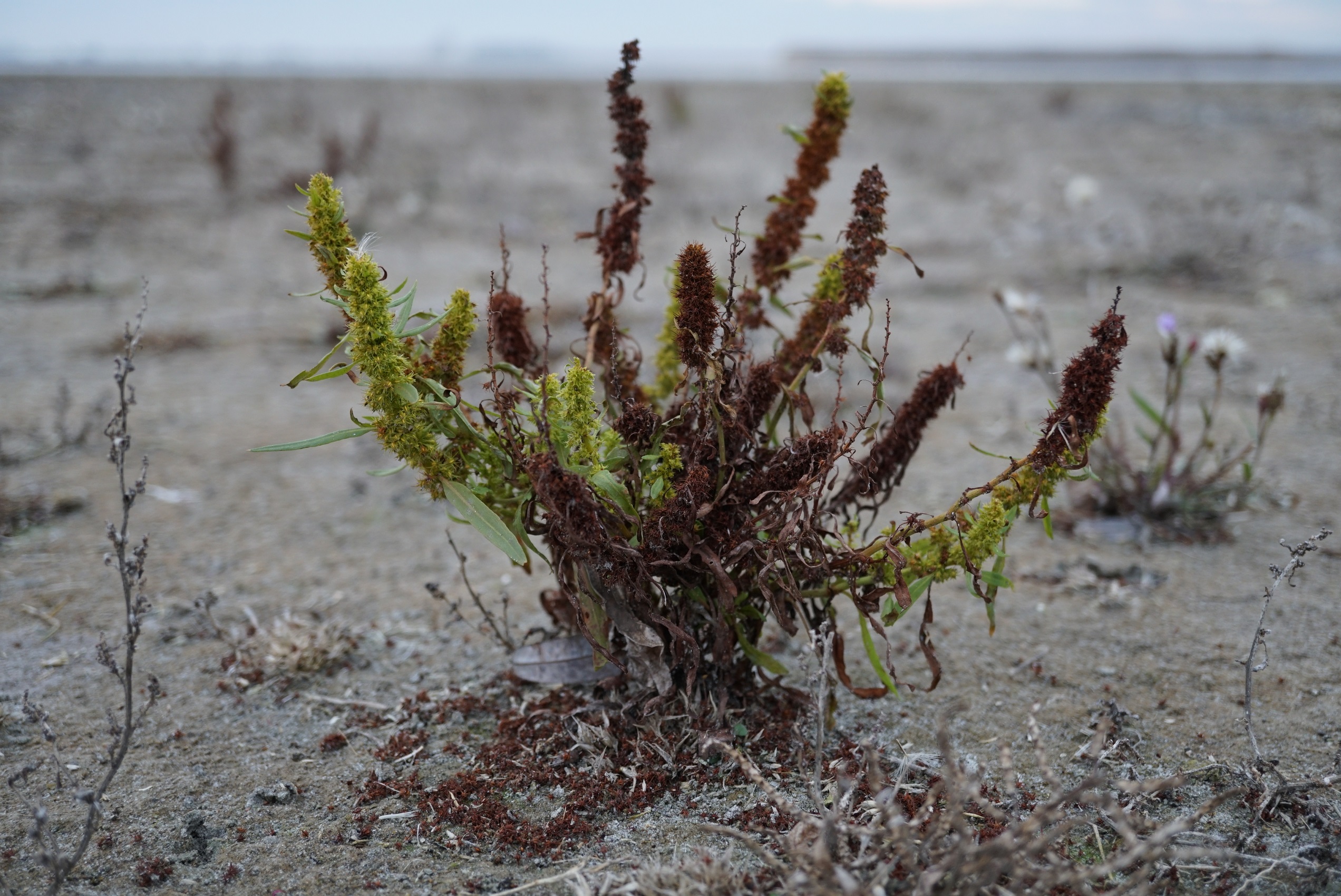 DSC00065 Rumex maritimus.JPG