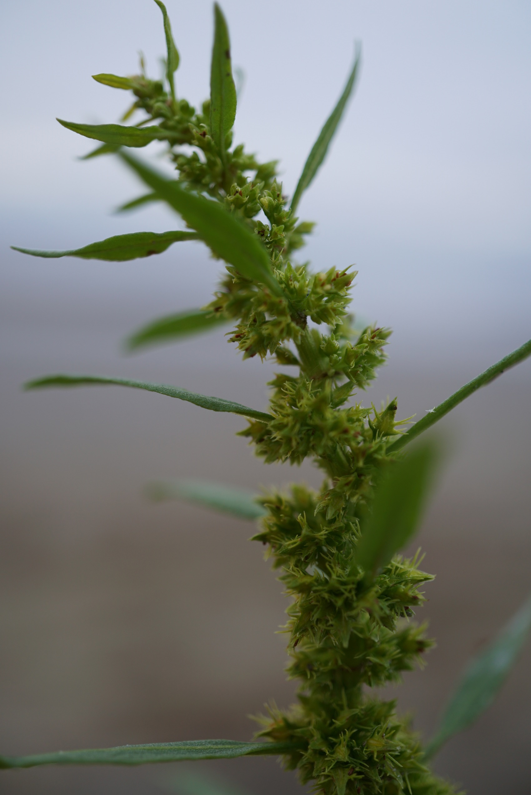 DSC00076 Rumex maritimus.JPG