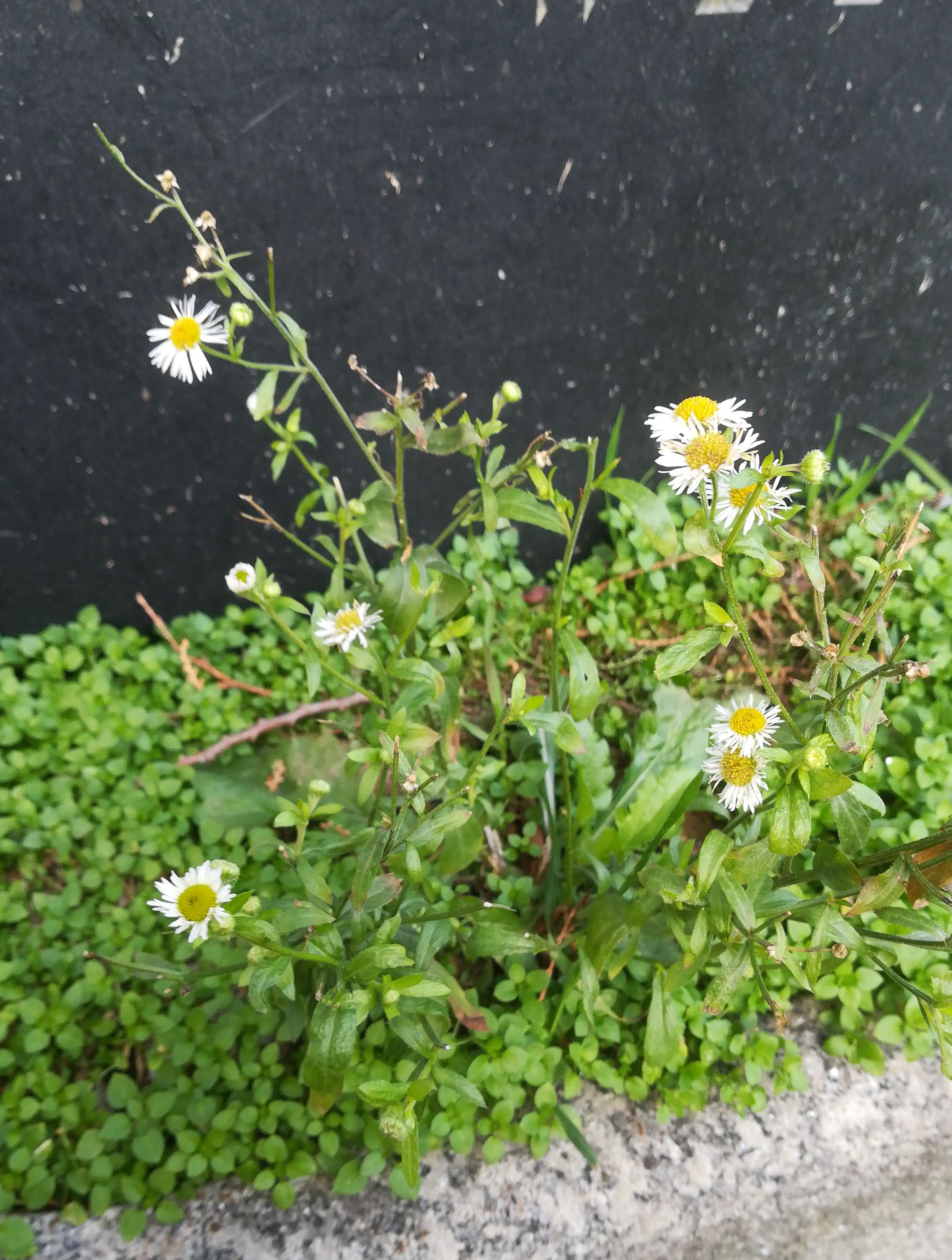 erigeron annuus zentralfriedhof erstes tor jüdischer friedhof_20191220_092241.jpg