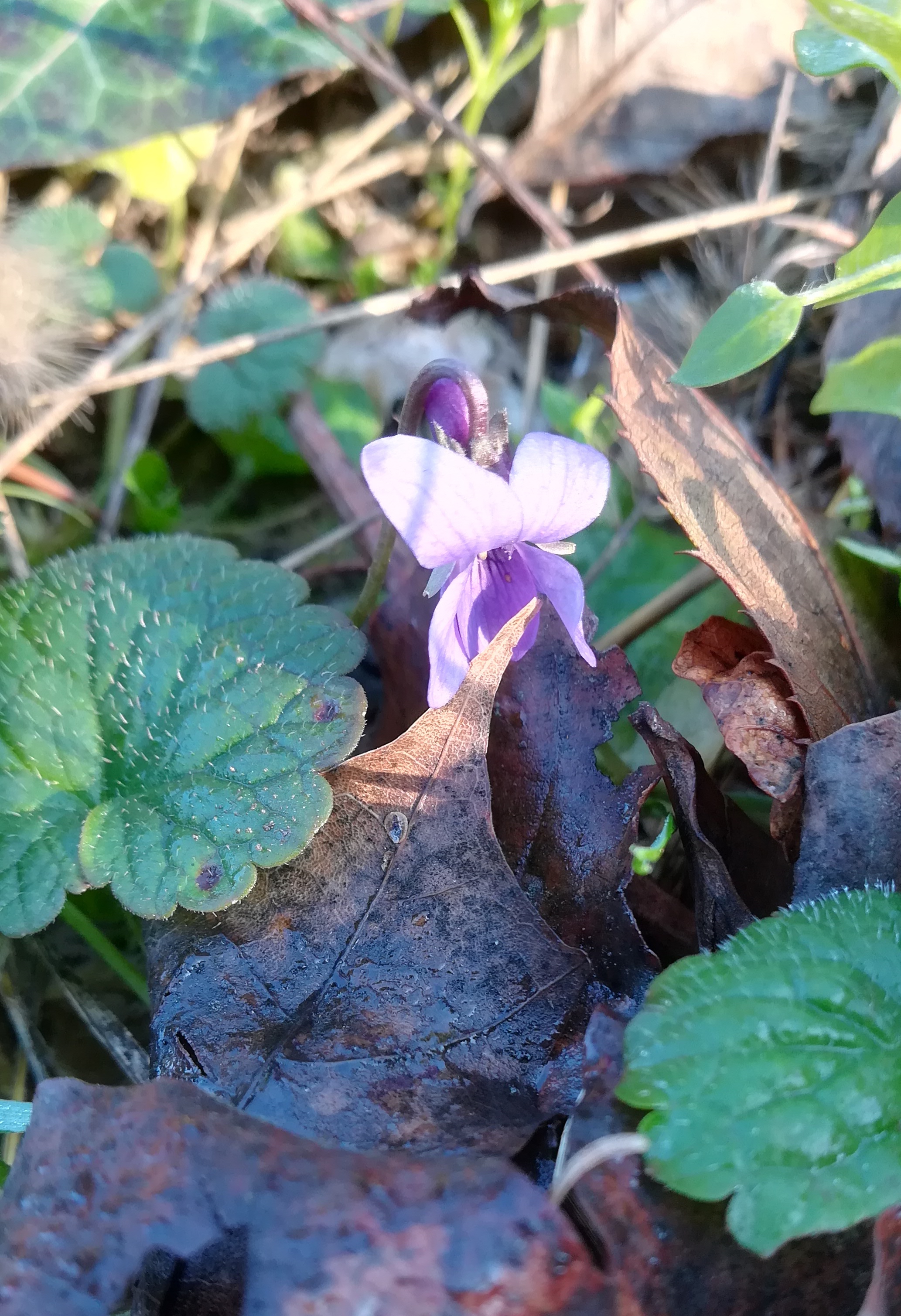 viola cf. odorata x suavis zentralfriedhof erstes tor jüdischer friedhof_20191220_095425.jpg