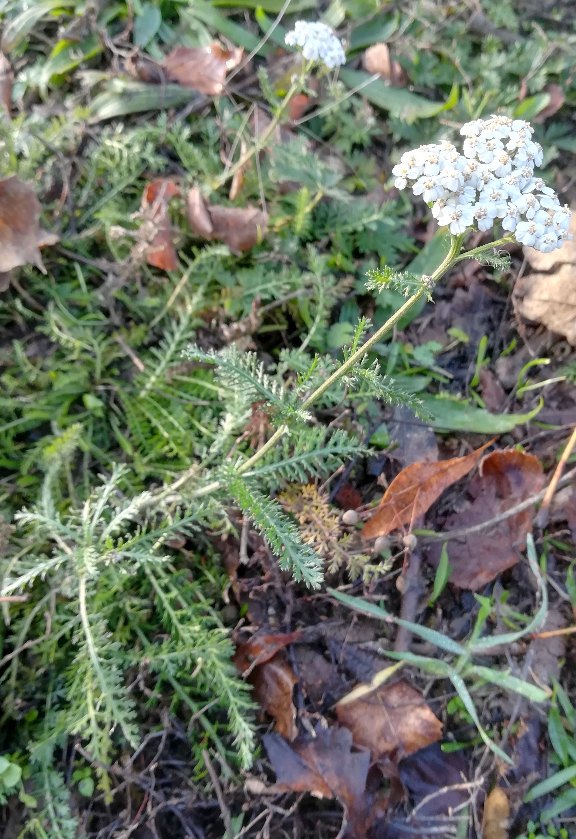 achillea millefollium agg. zentralfriedhof erstes tor jüdischer friedhof_20191220_094312.jpg