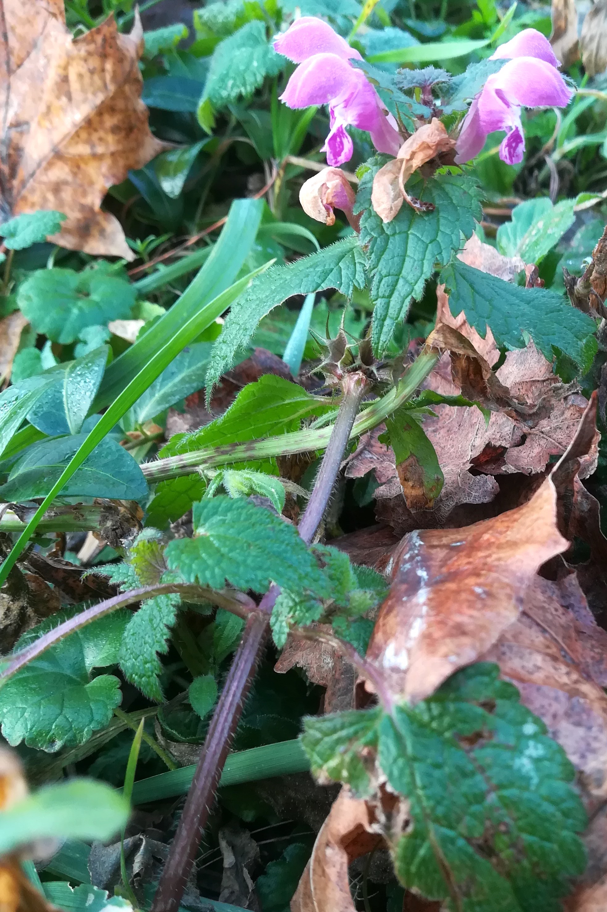 lamium maculatum zentralfriedhof erstes tor jüdischer friedhof_20191220_090824.jpg