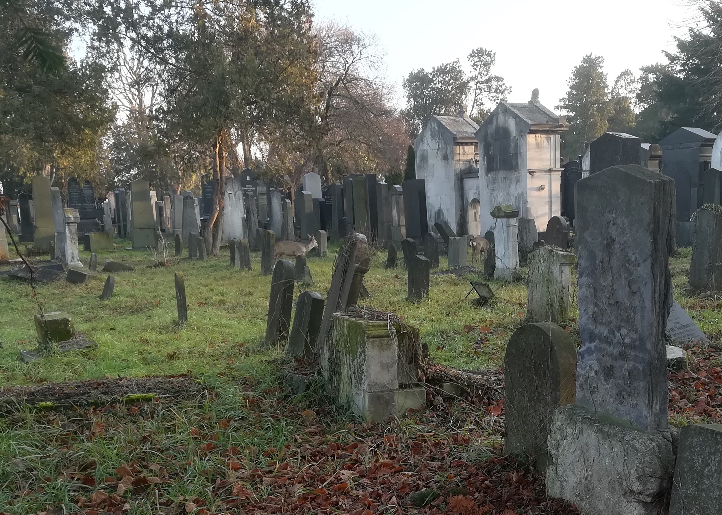 capreolus capreolus zentralfriedhof erstes tor jüdischer friedhof_20191220_090137.jpg