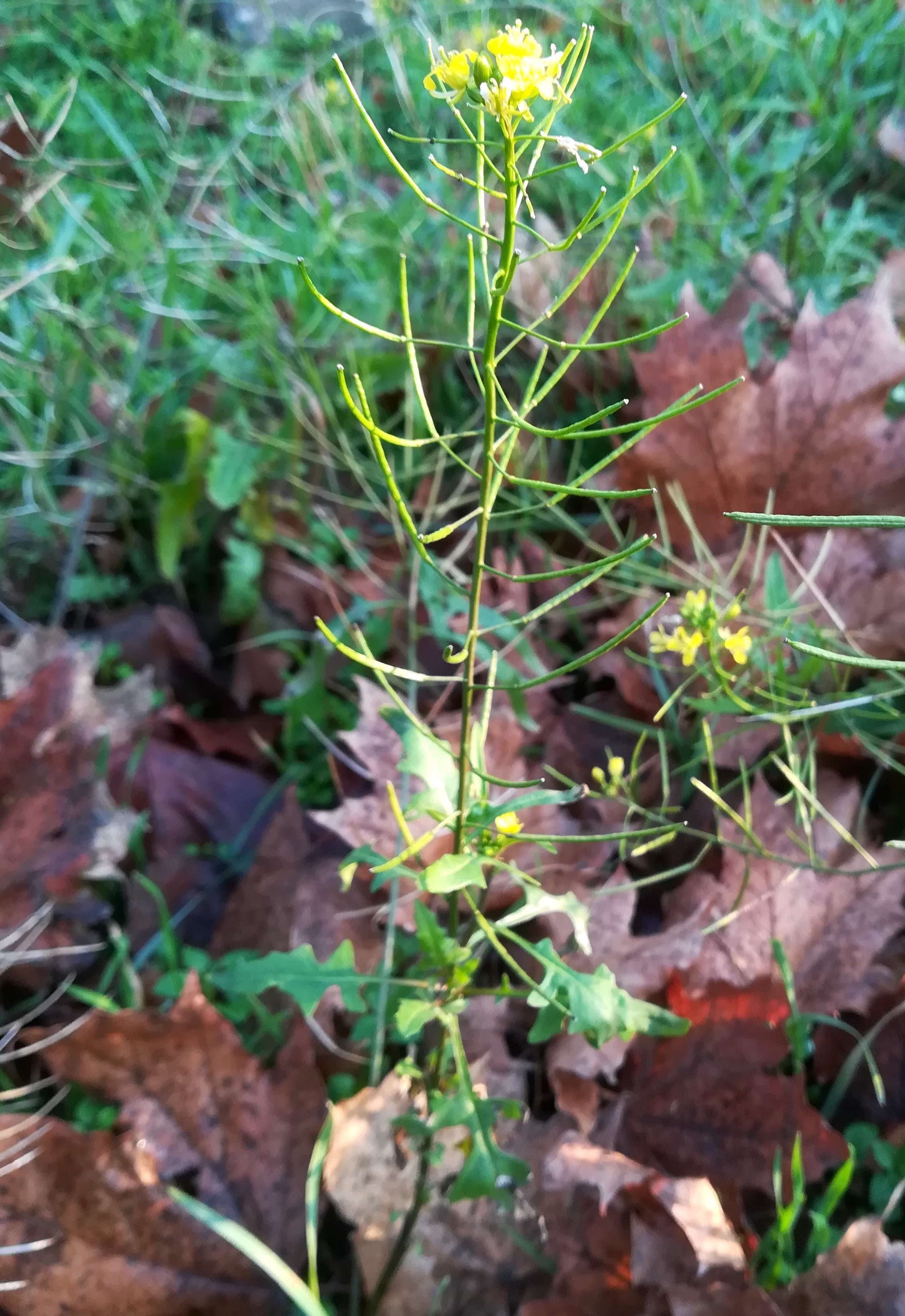 sisymbrium loeselii zentralfriedhof erstes tor jüdischer friedhof_20191220_085312.jpg