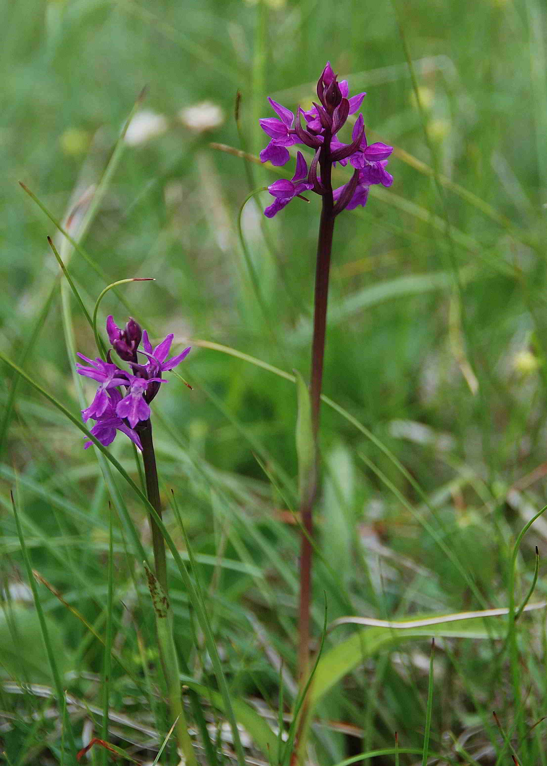 Zellerhüte-Orchideenwanderung-18062017-(47)_Ochsenalmweg.JPG