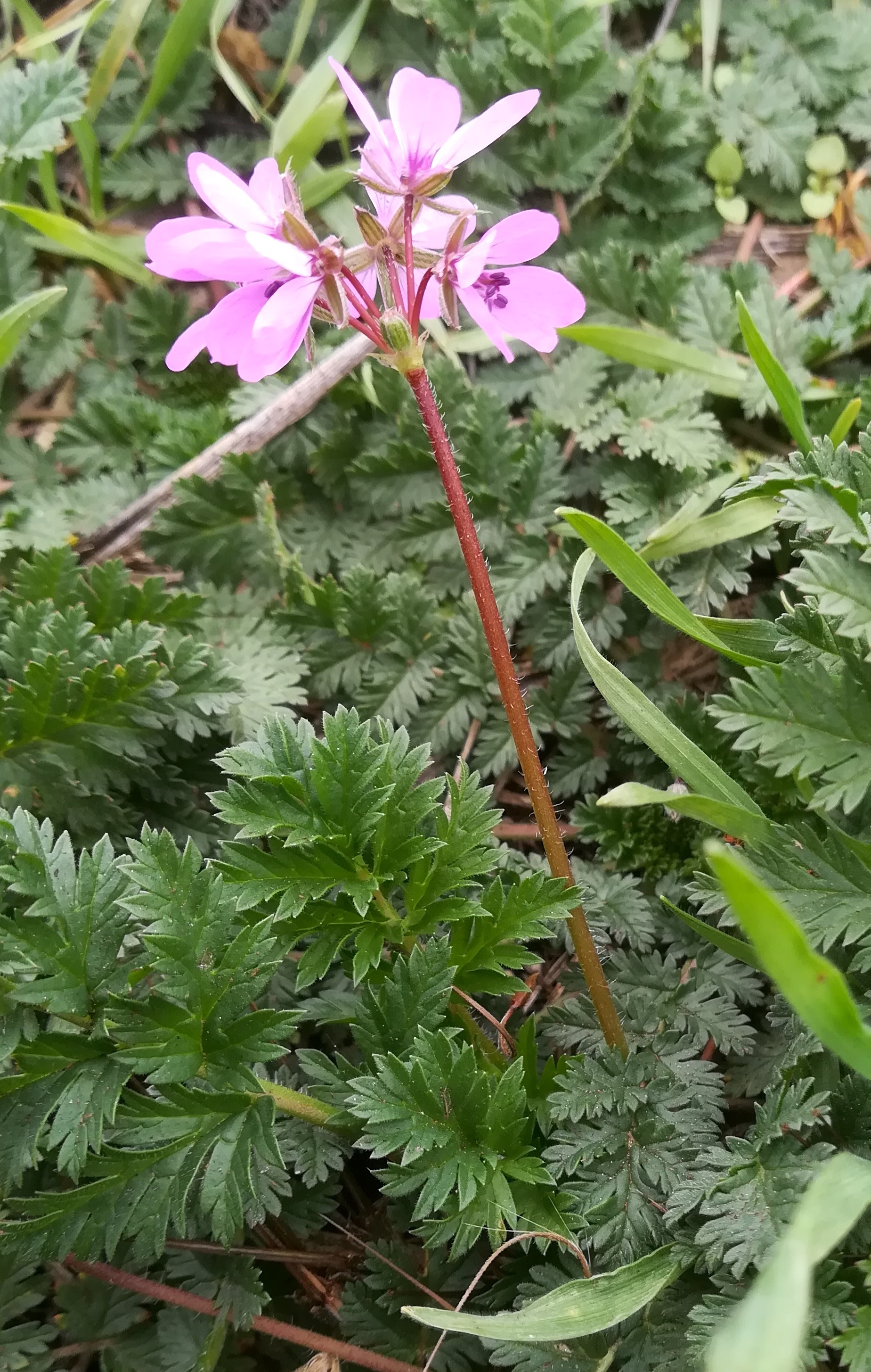 erodium cicutarium schafflerhof wien-donaustadt_20191221_110013.jpg