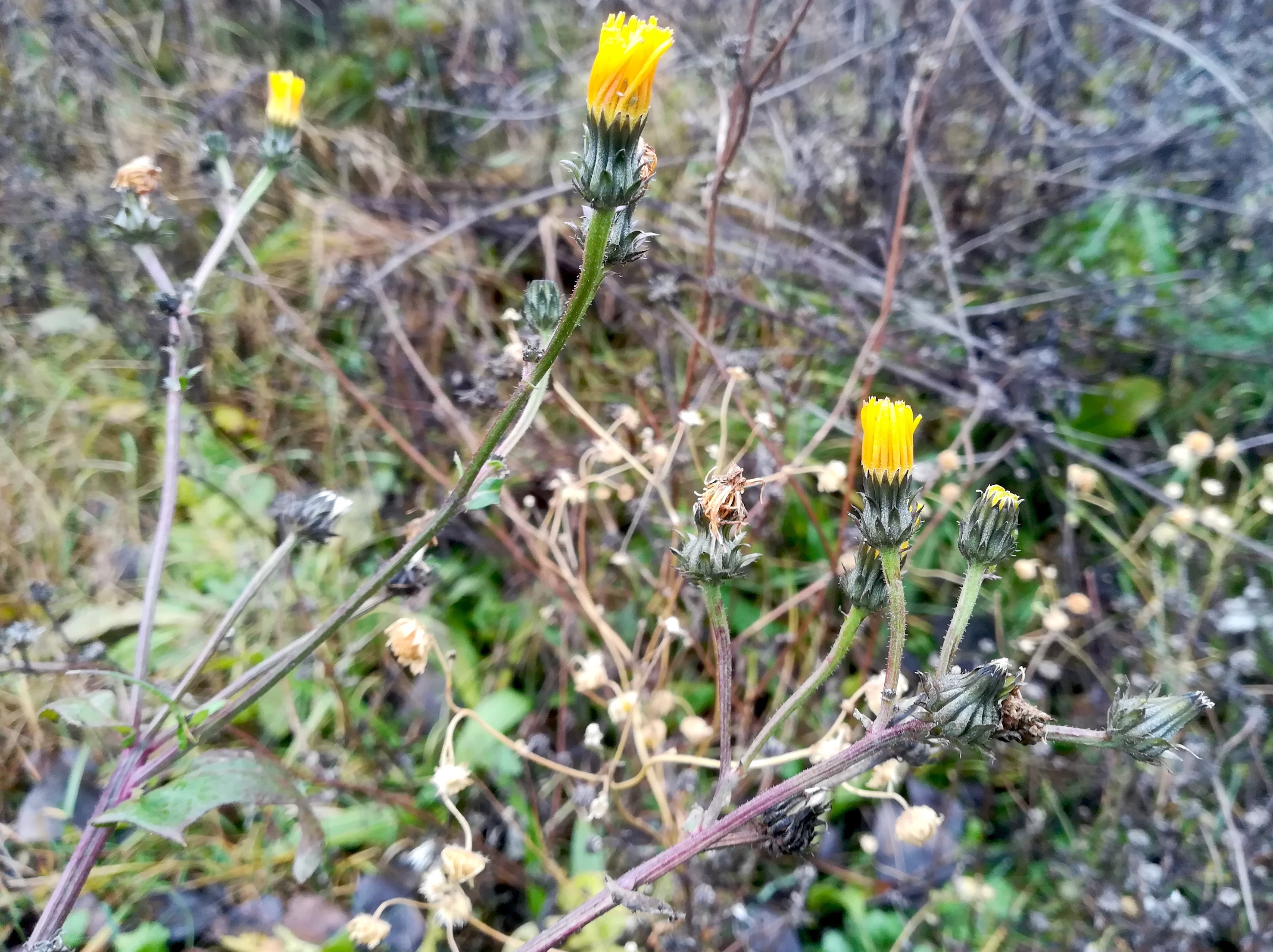 picris hieracioides subsp. hieracioides neue donau wehr 2_20191222_110227.jpg