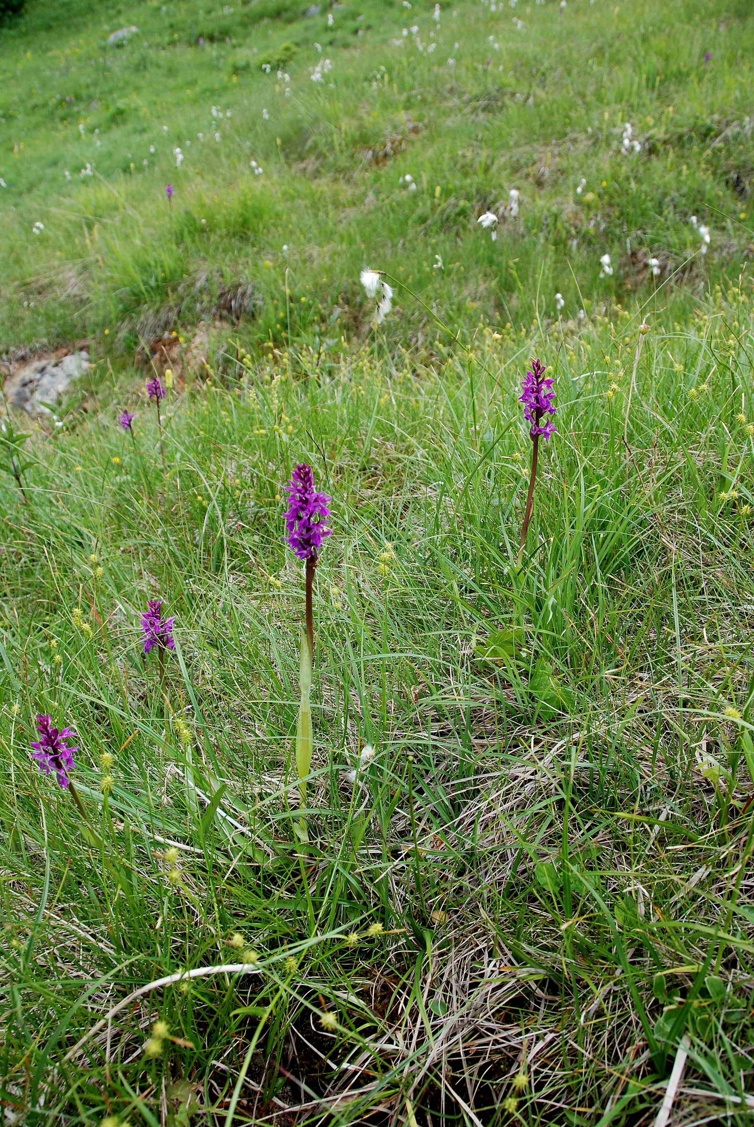 Zellerhüte-Orchideenwanderung-18062017-(62)_Ochsenalmweg.JPG