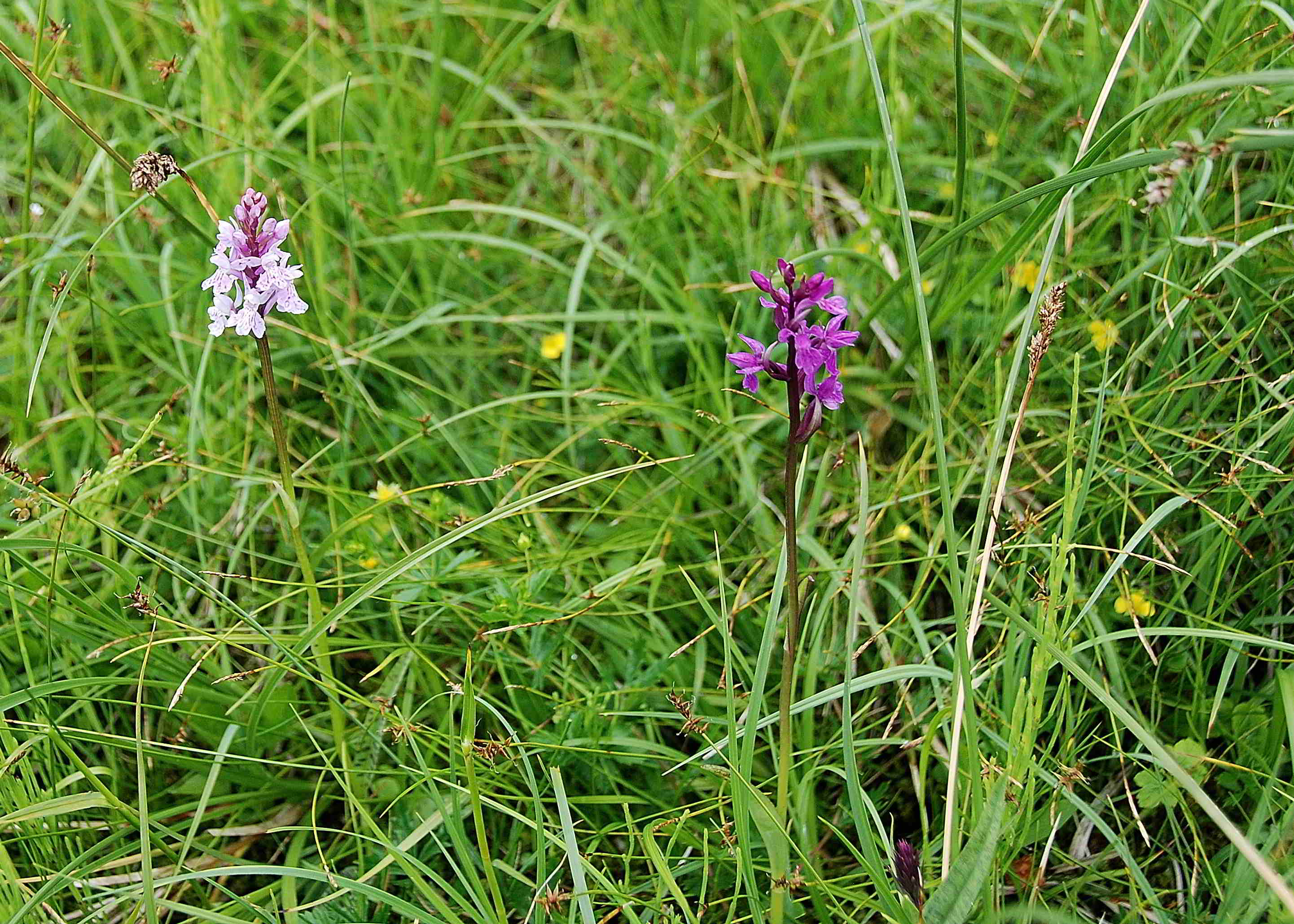 Zellerhüte-Orchideenwanderung-18062017-(57)_Ochsenalmweg.JPG