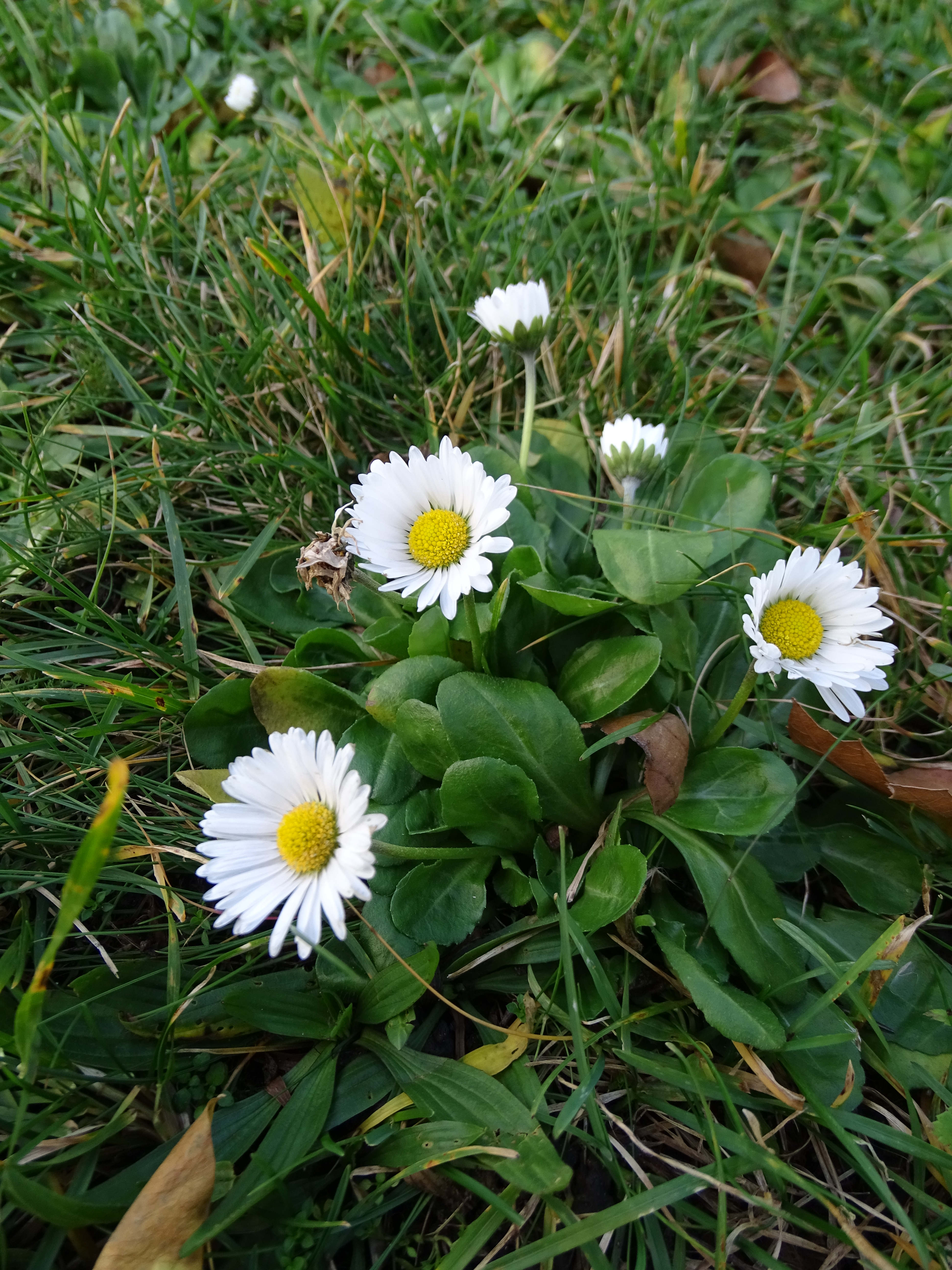 Bellis perennis_191226_St Andrä.JPG