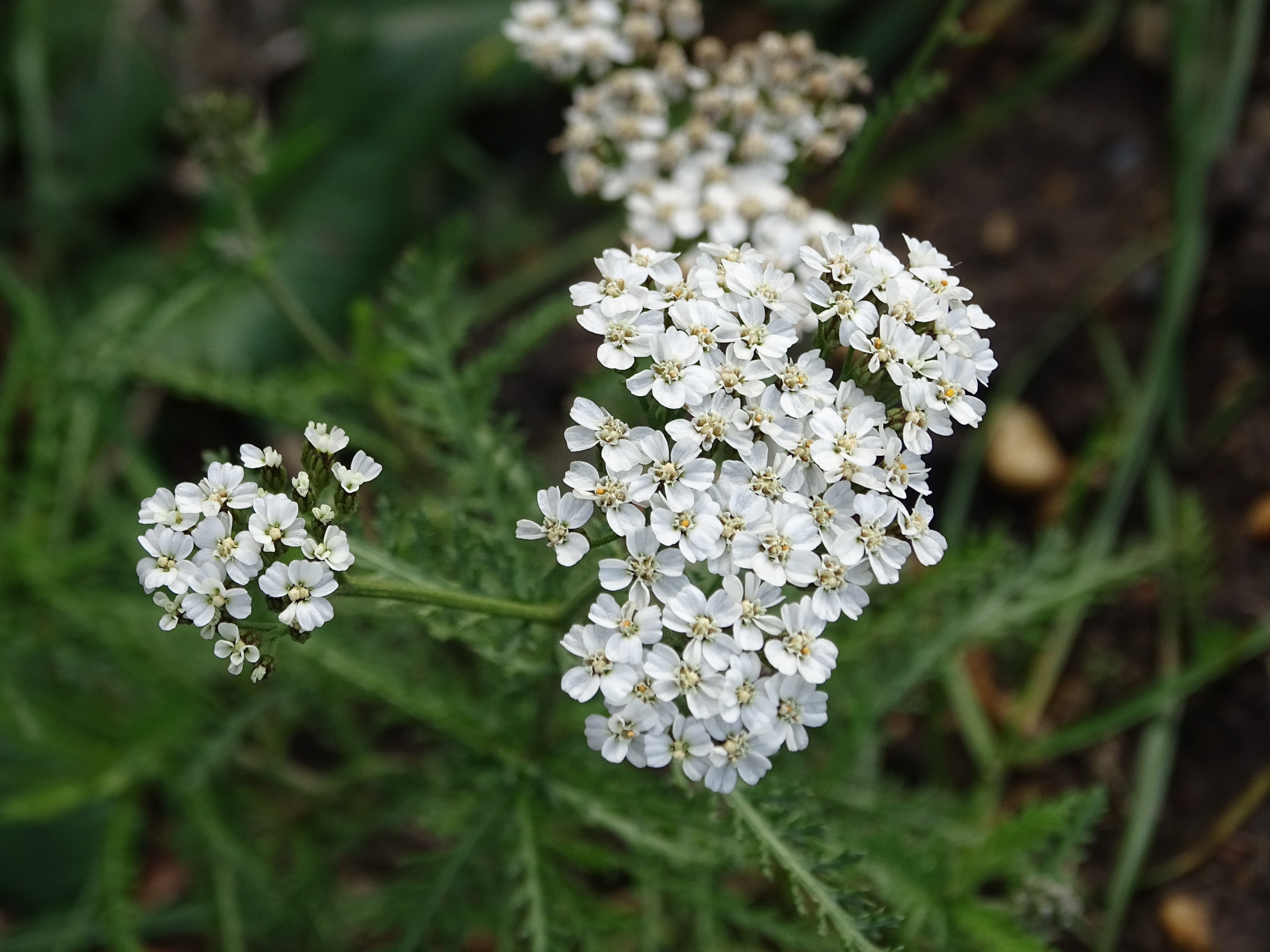 Achillea millefolium agg_191226_St Andrä.JPG