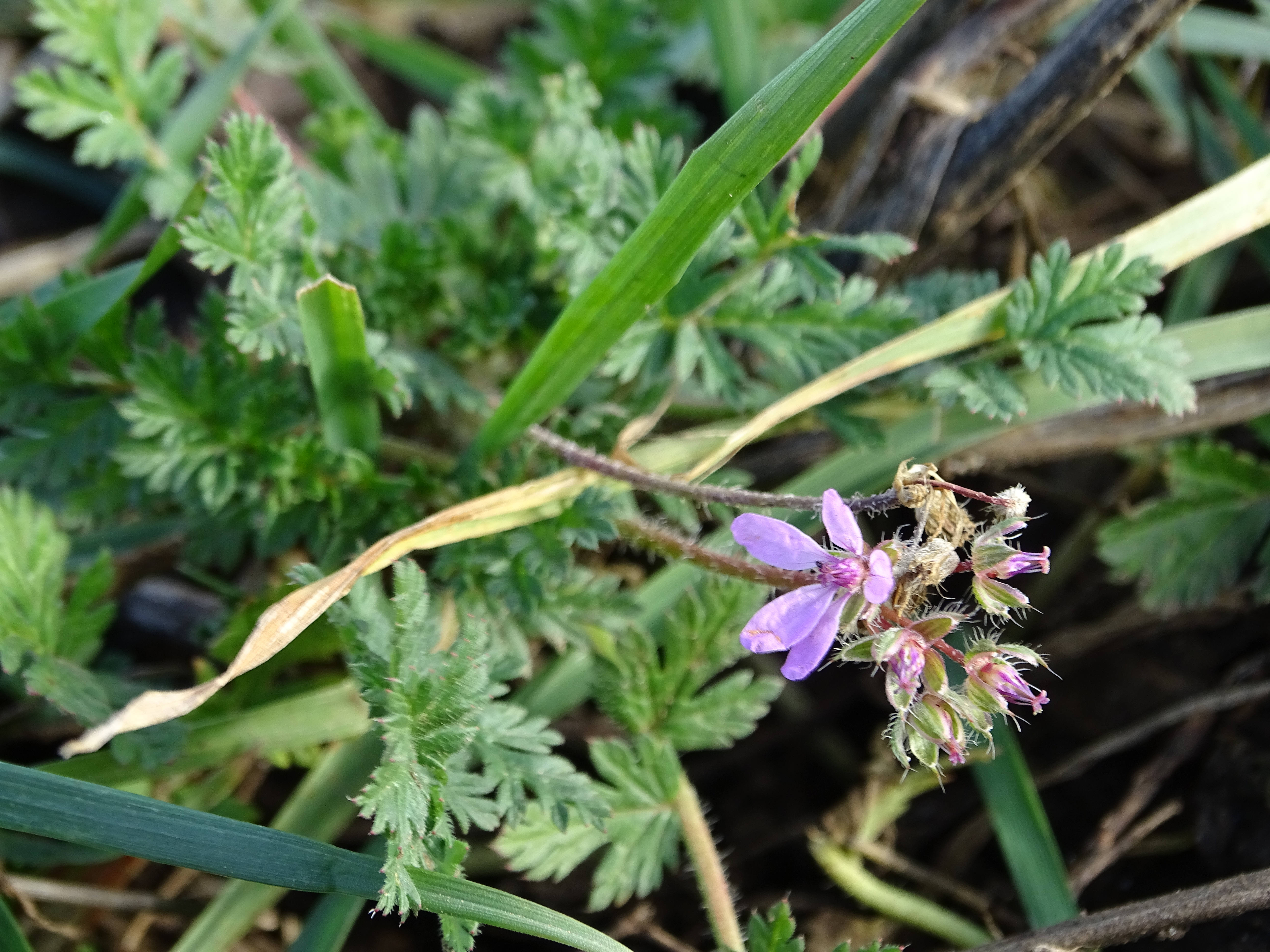 Erodium cicutarium_191226_St Andrä.JPG