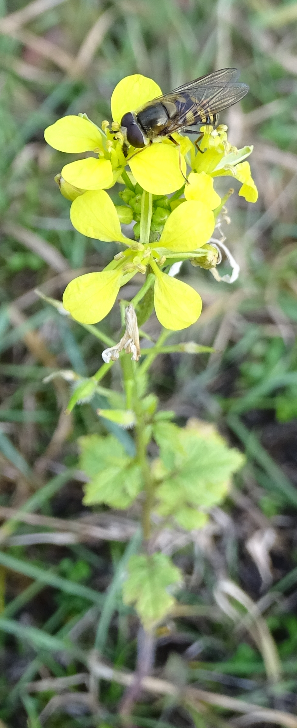 Brassicaceae_191226_St Andrä.JPG