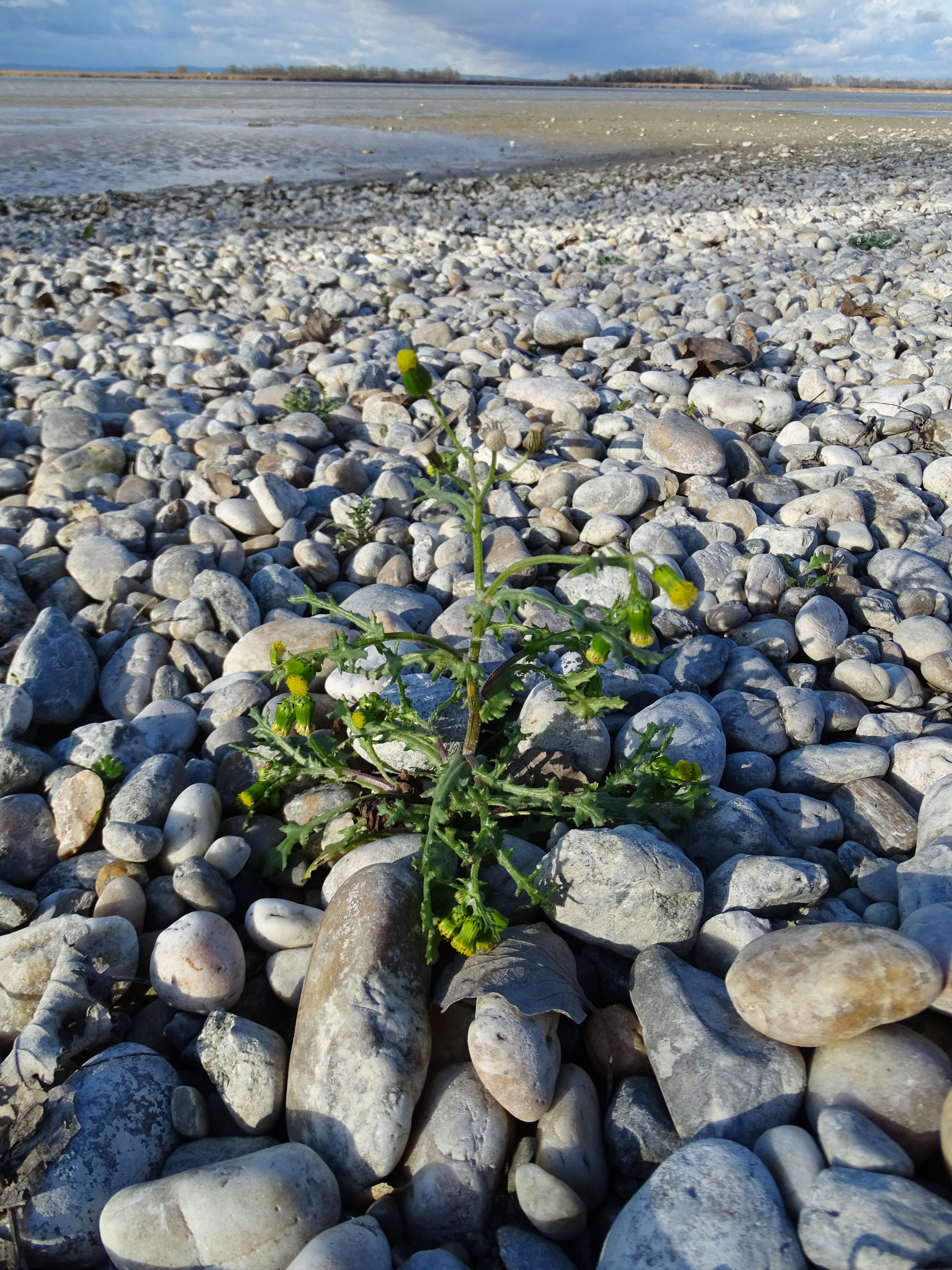 Senecio vulgaris_191226_Zicksee.JPG