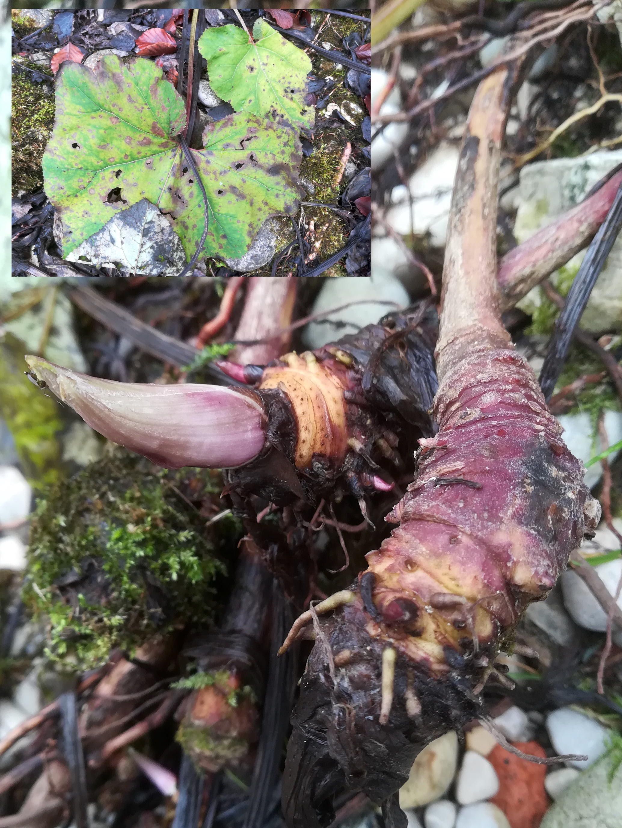 petasites paradoxus traun steyrermühl_20191228_112531.jpg