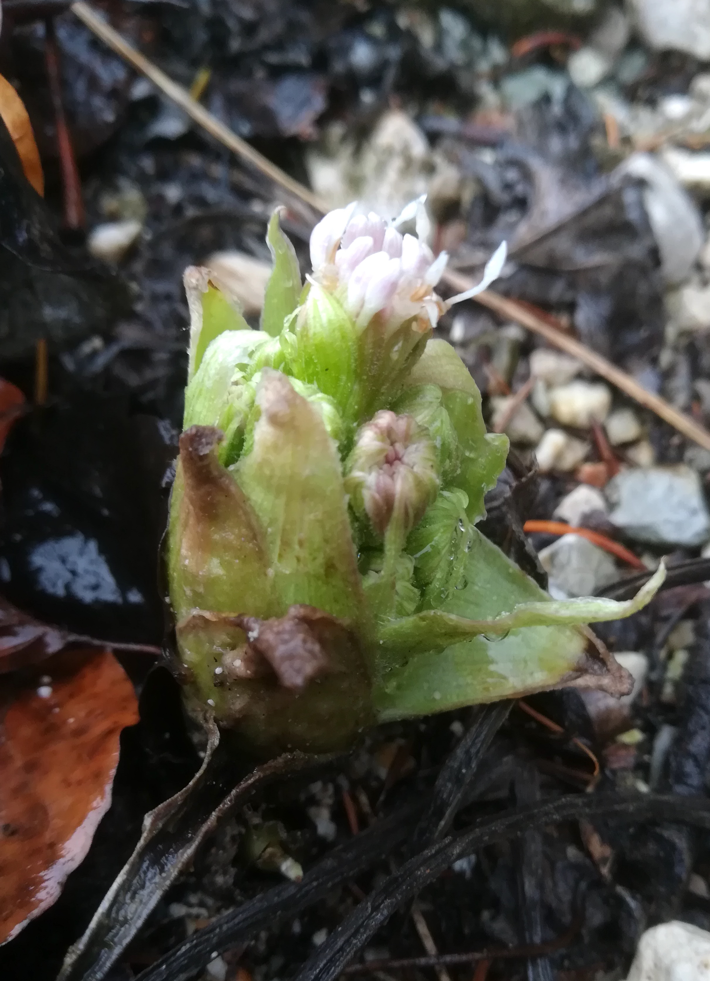 petasites albus traunseeufer nächst moaristidl_20191227_112629.jpg