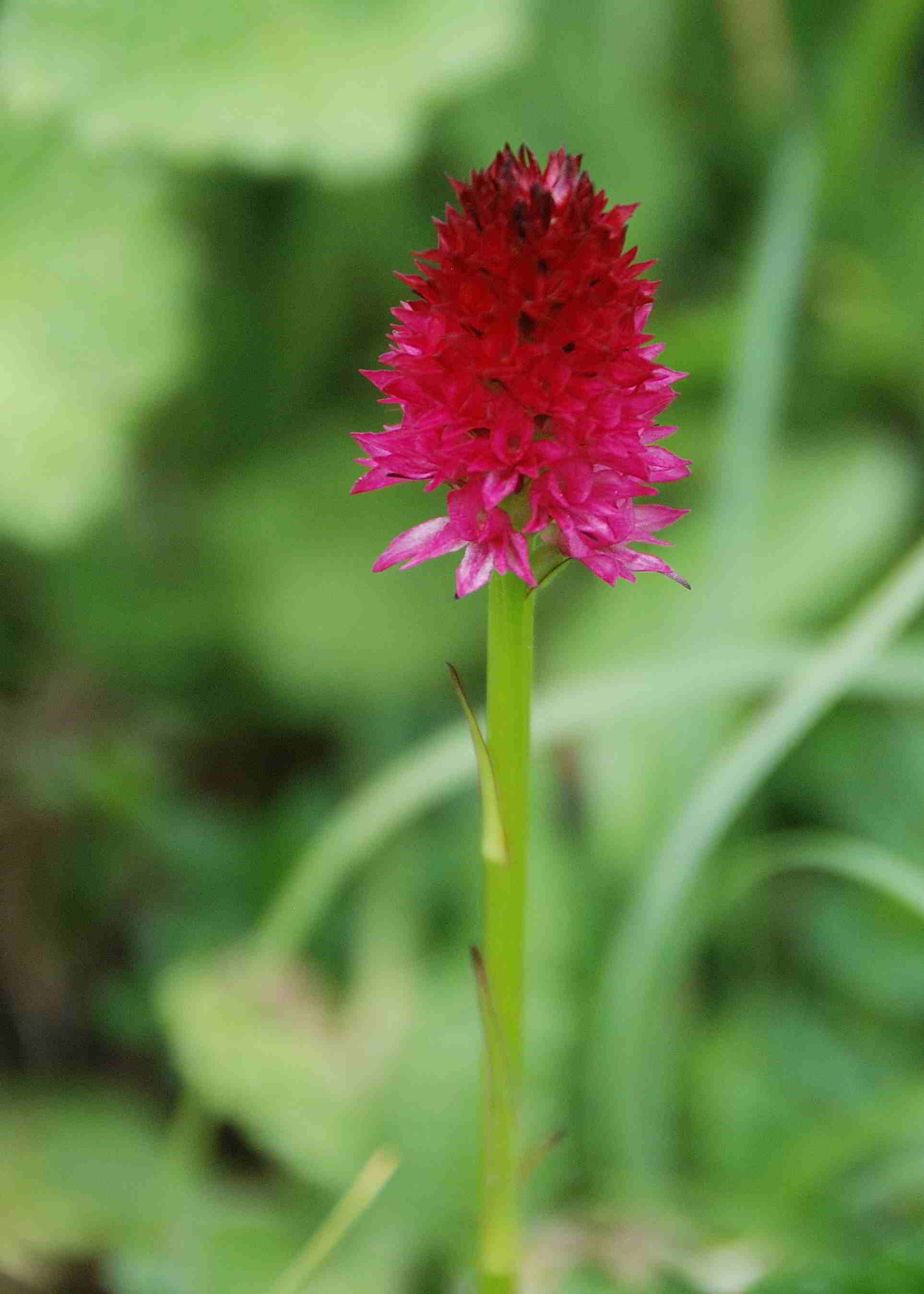 Zellerhüte-Orchideenwanderung-18062017-(109)_Ochsenalmweg.JPG