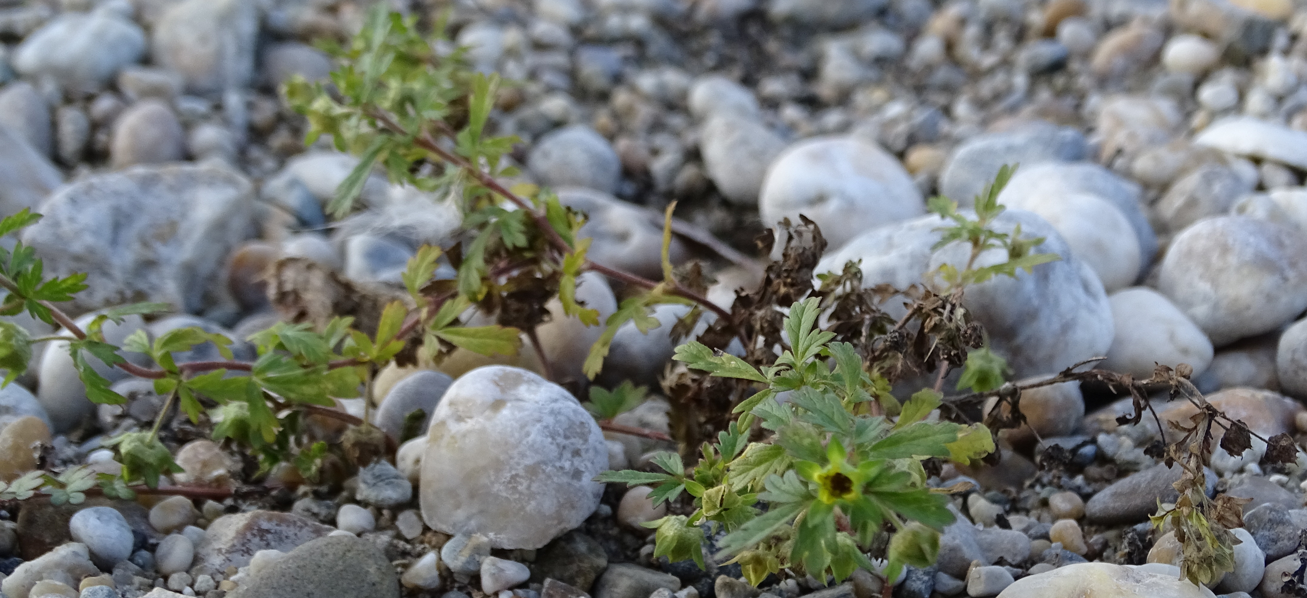 Potentilla_191226_Zicksee_1.JPG