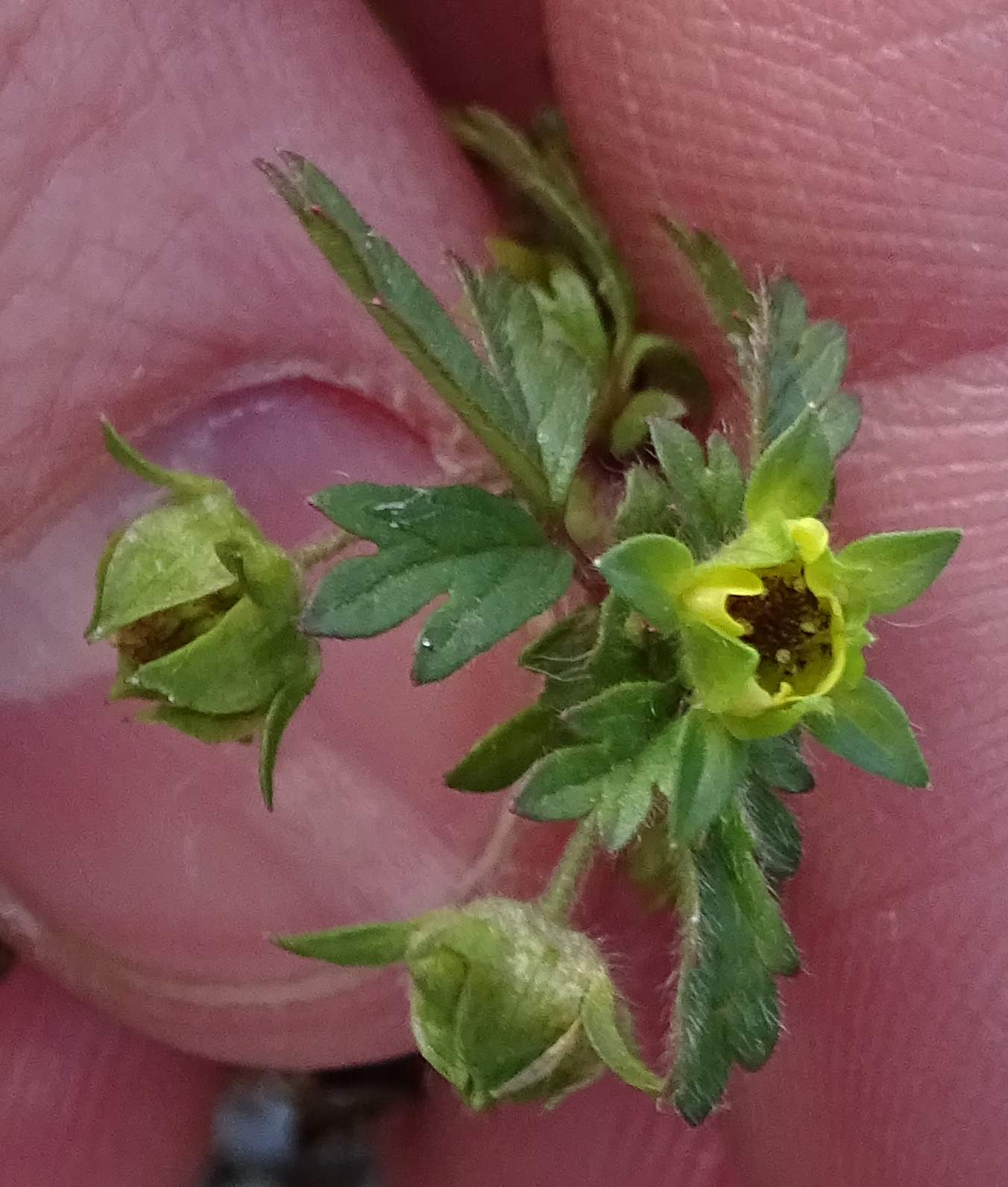 Potentilla_191226_Zicksee_2.JPG