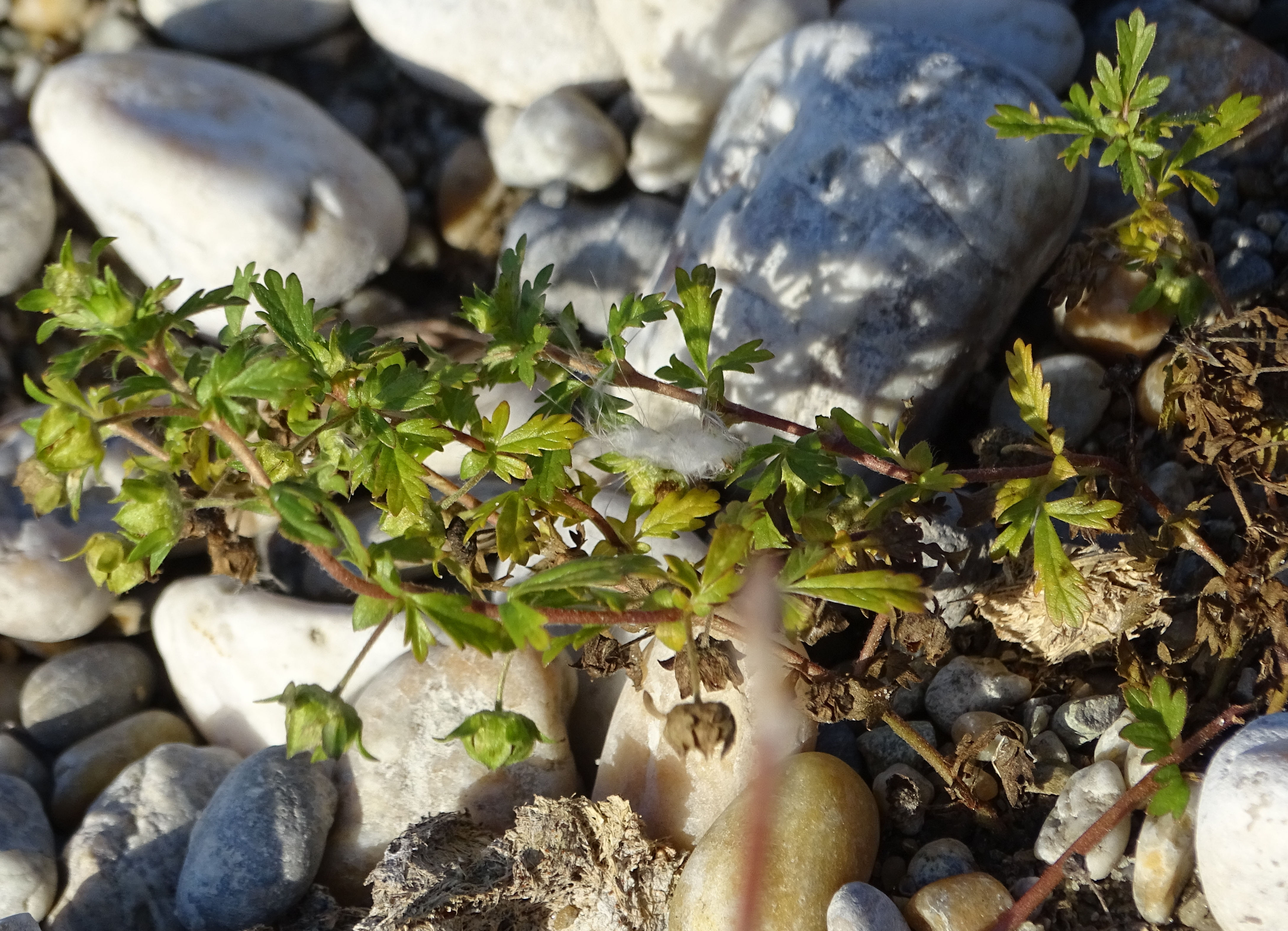 Potentilla_191226_Zicksee_3.JPG