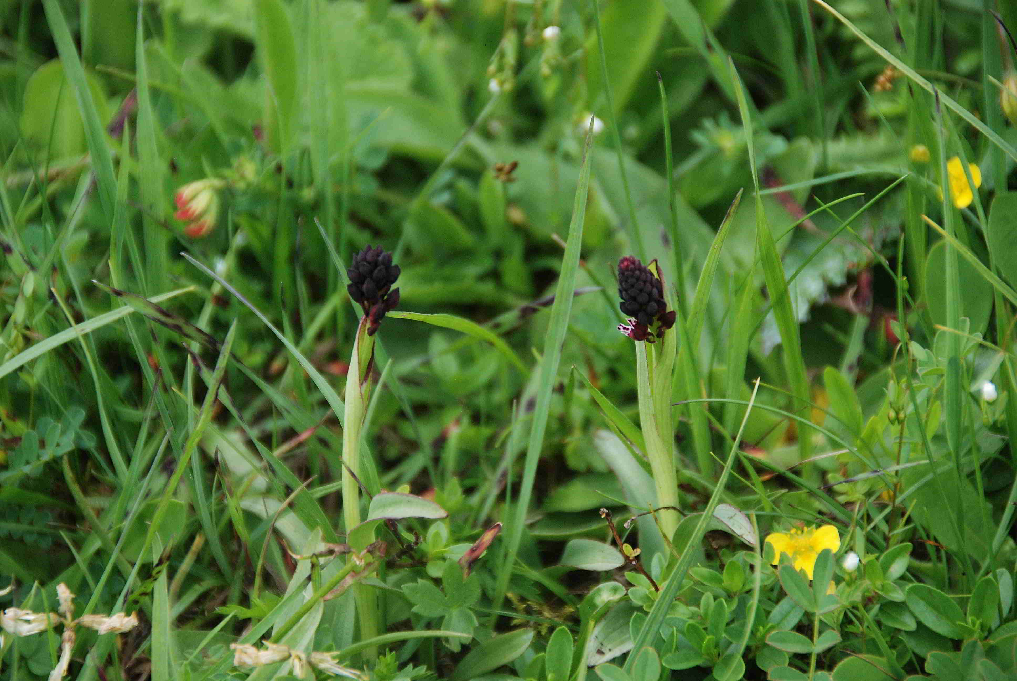 Zellerhüte-Orchideenwanderung-18062017-(120)_Ochsenalmweg.JPG