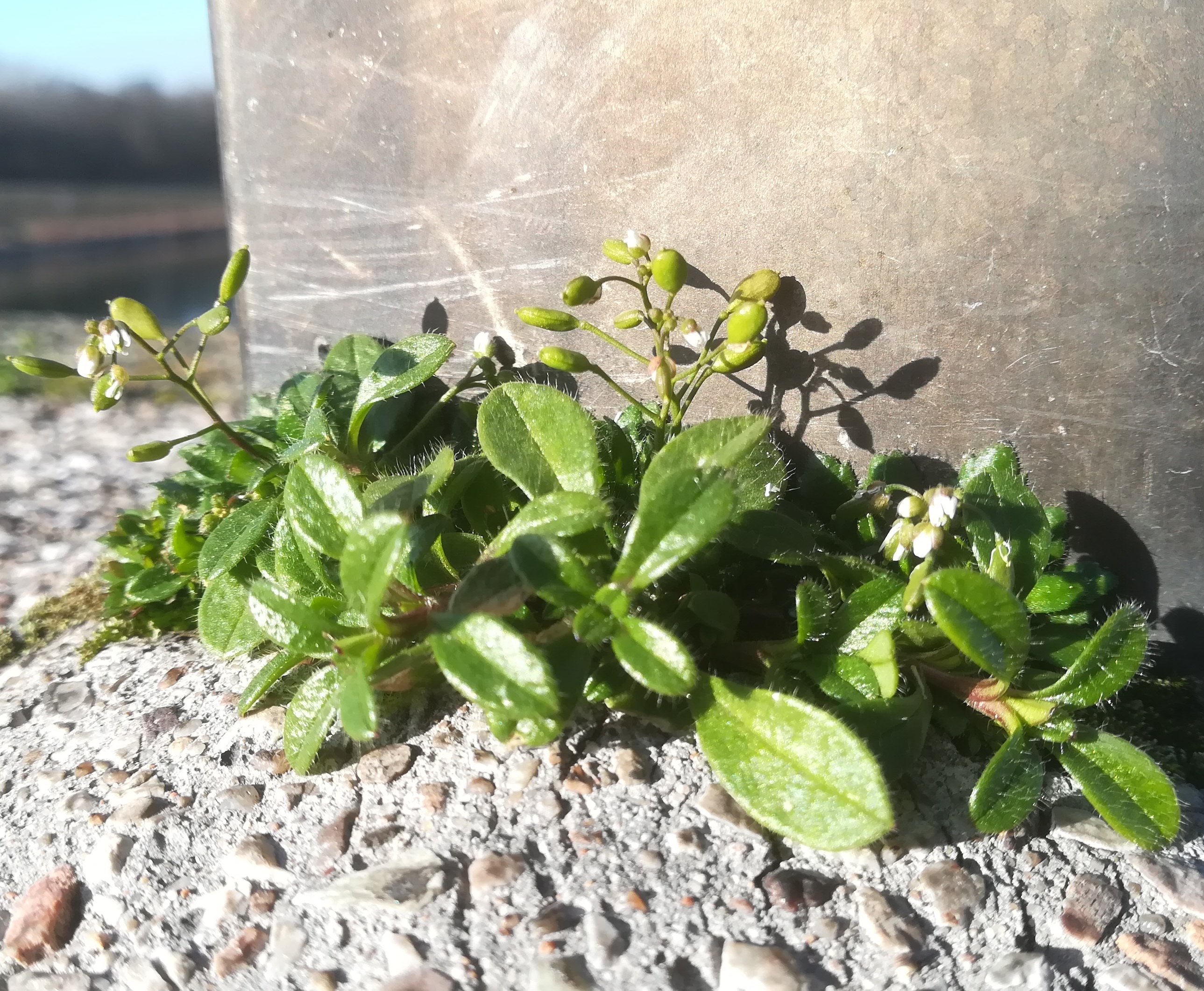 draba verna agg. donaustadtbrücke neue donau_20191230_110844.jpg