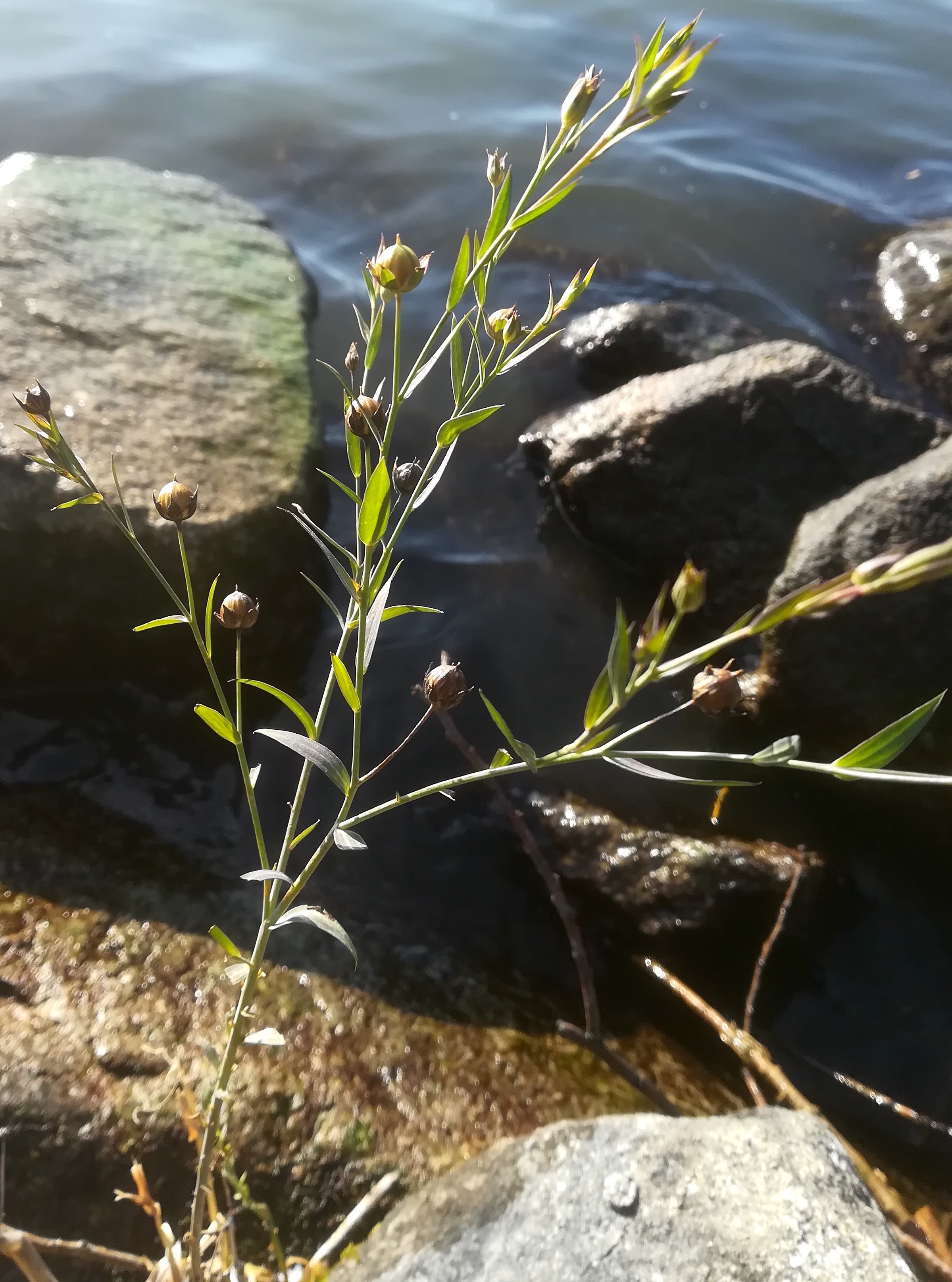 linum austriacum donauinsel donau höhe tritonwasser donauseitig_20191230_113034.jpg