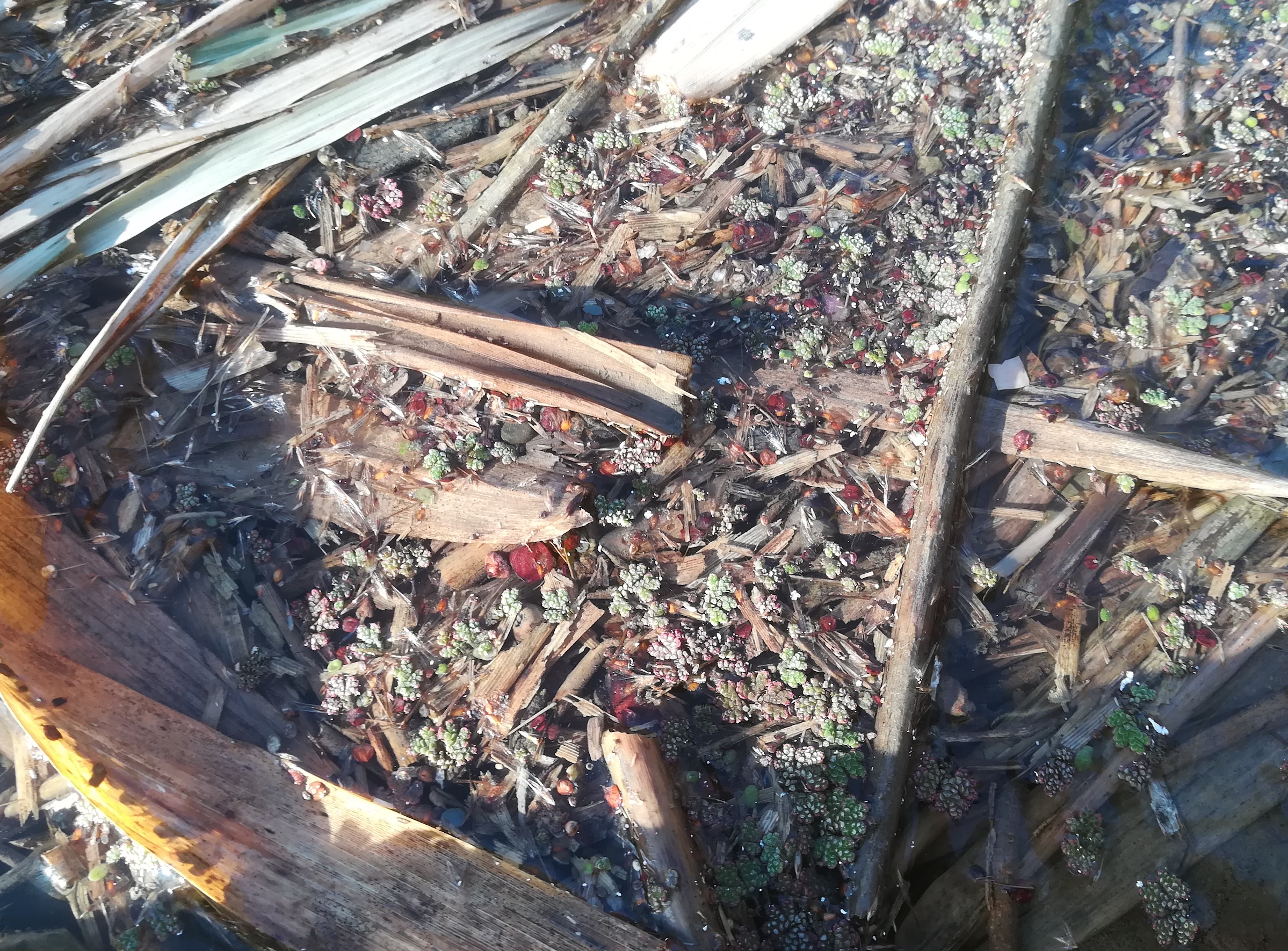 azolla cf. filiculoides donauinsel donau höhe tritonwasser donauseitig_20191230_112419.jpg
