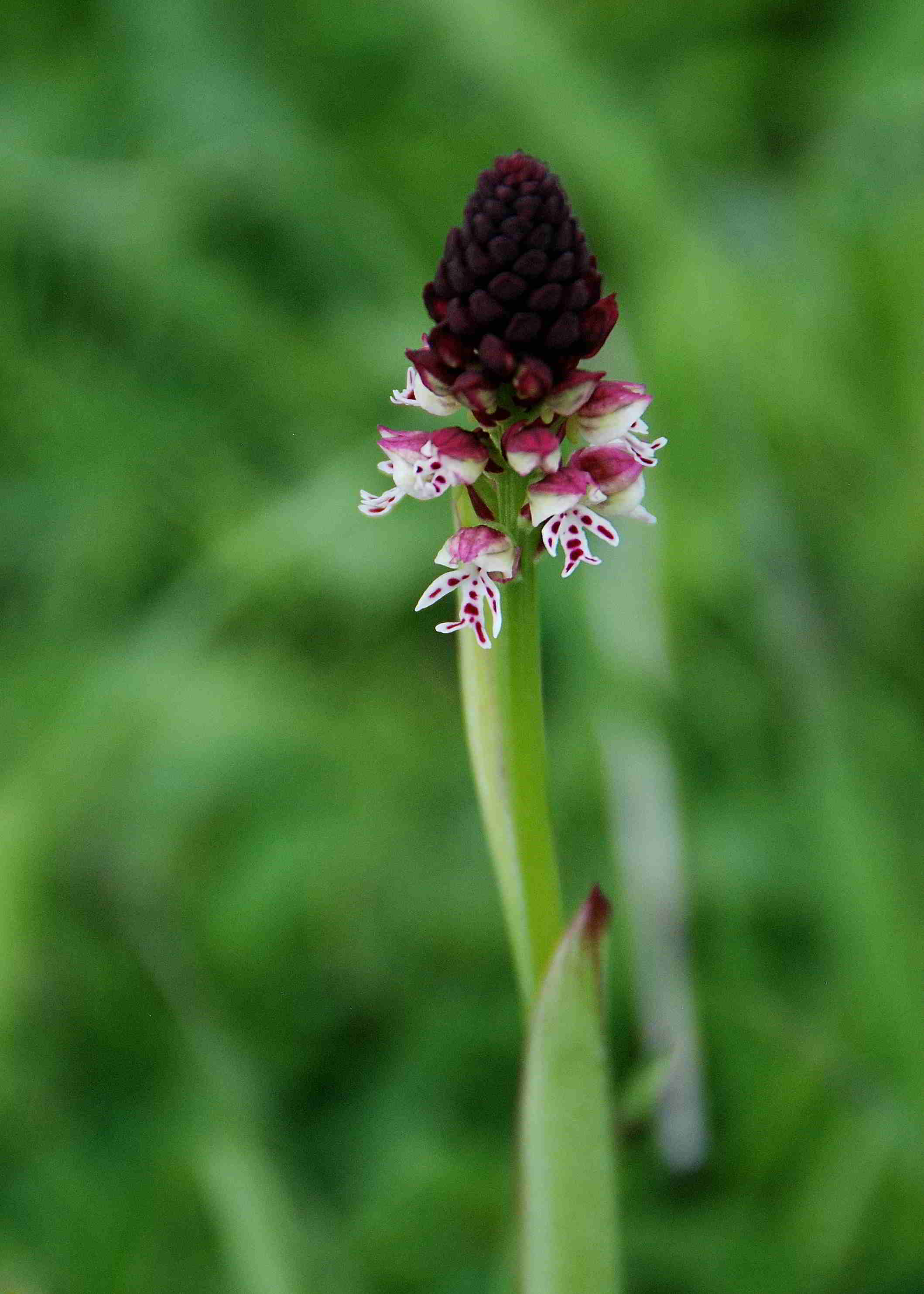 Zellerhüte-Orchideenwanderung-18062017-(123)_Ochsenalmweg.JPG