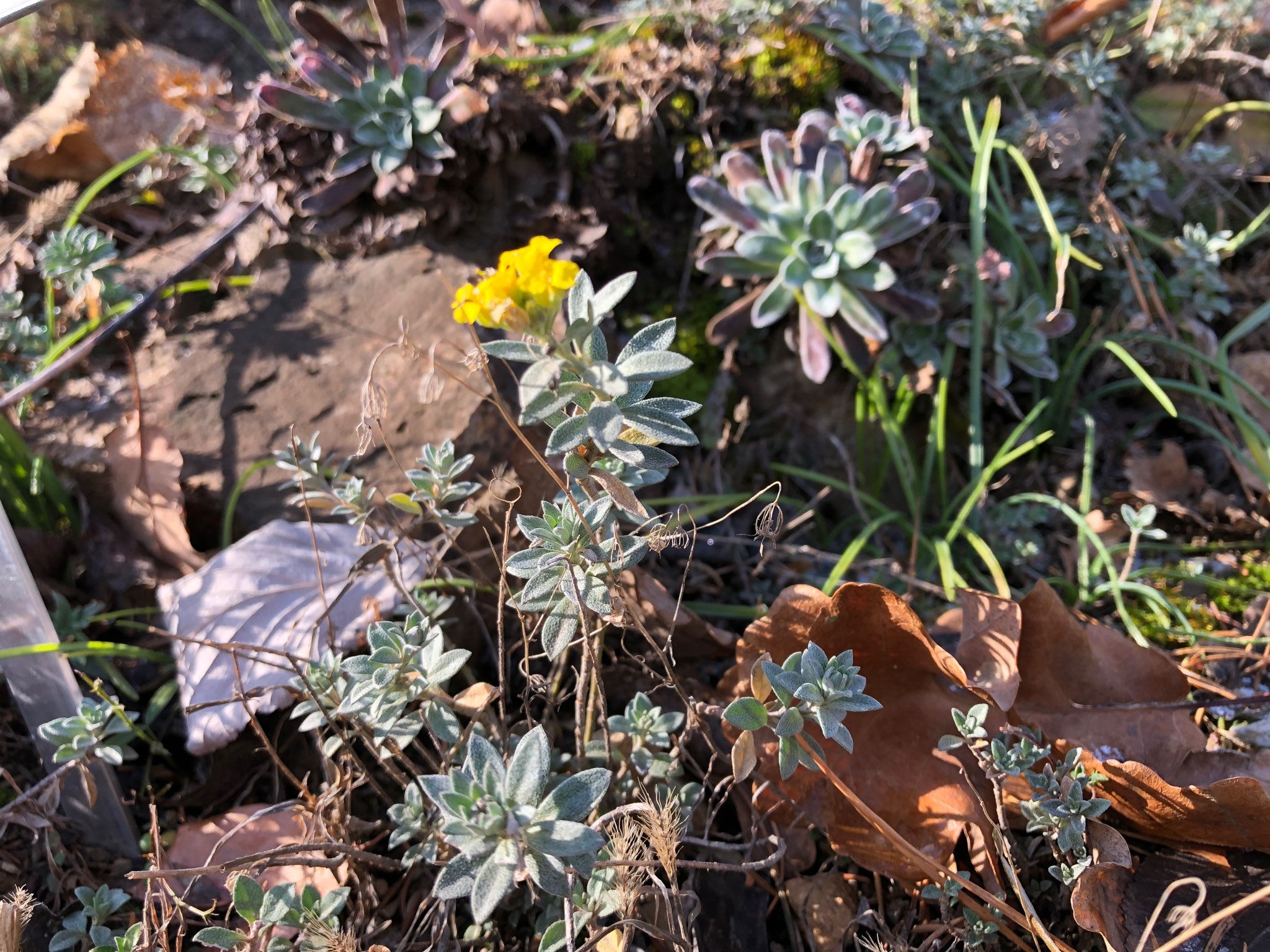 Alyssum montanum_rannach.jpeg