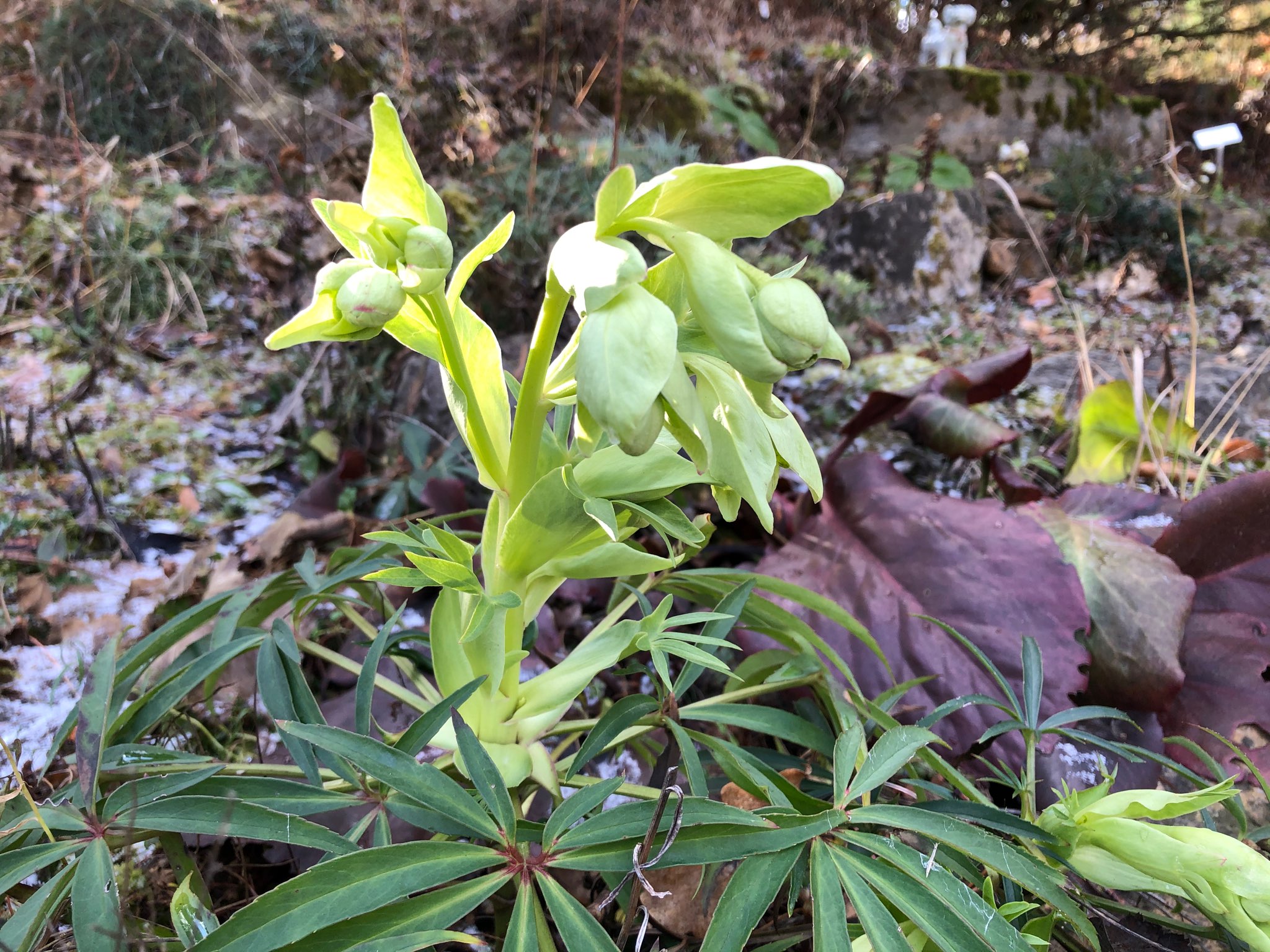 Helleborus foetidus_rannach.jpeg