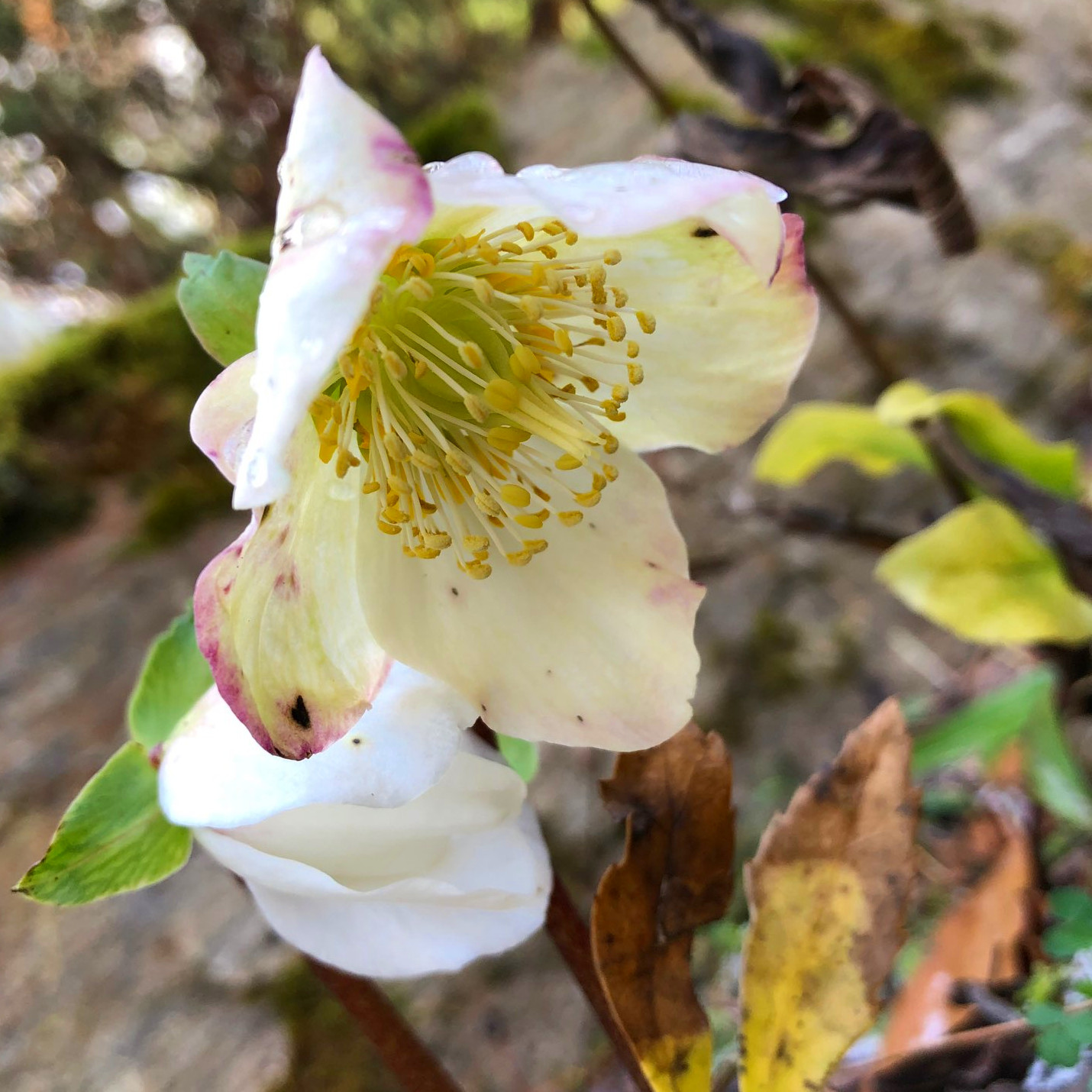 Helleborus niger_rannach.jpeg