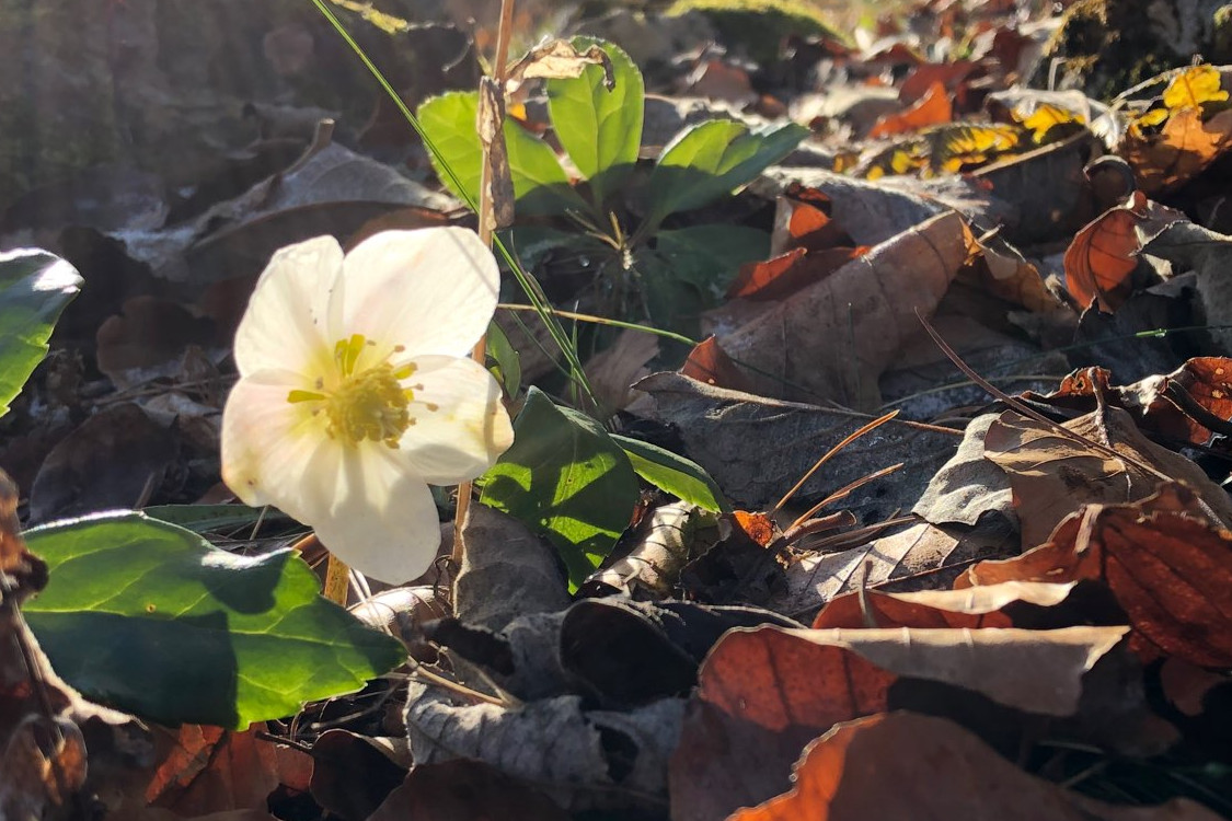 Helleborus niger2_rannach.jpeg