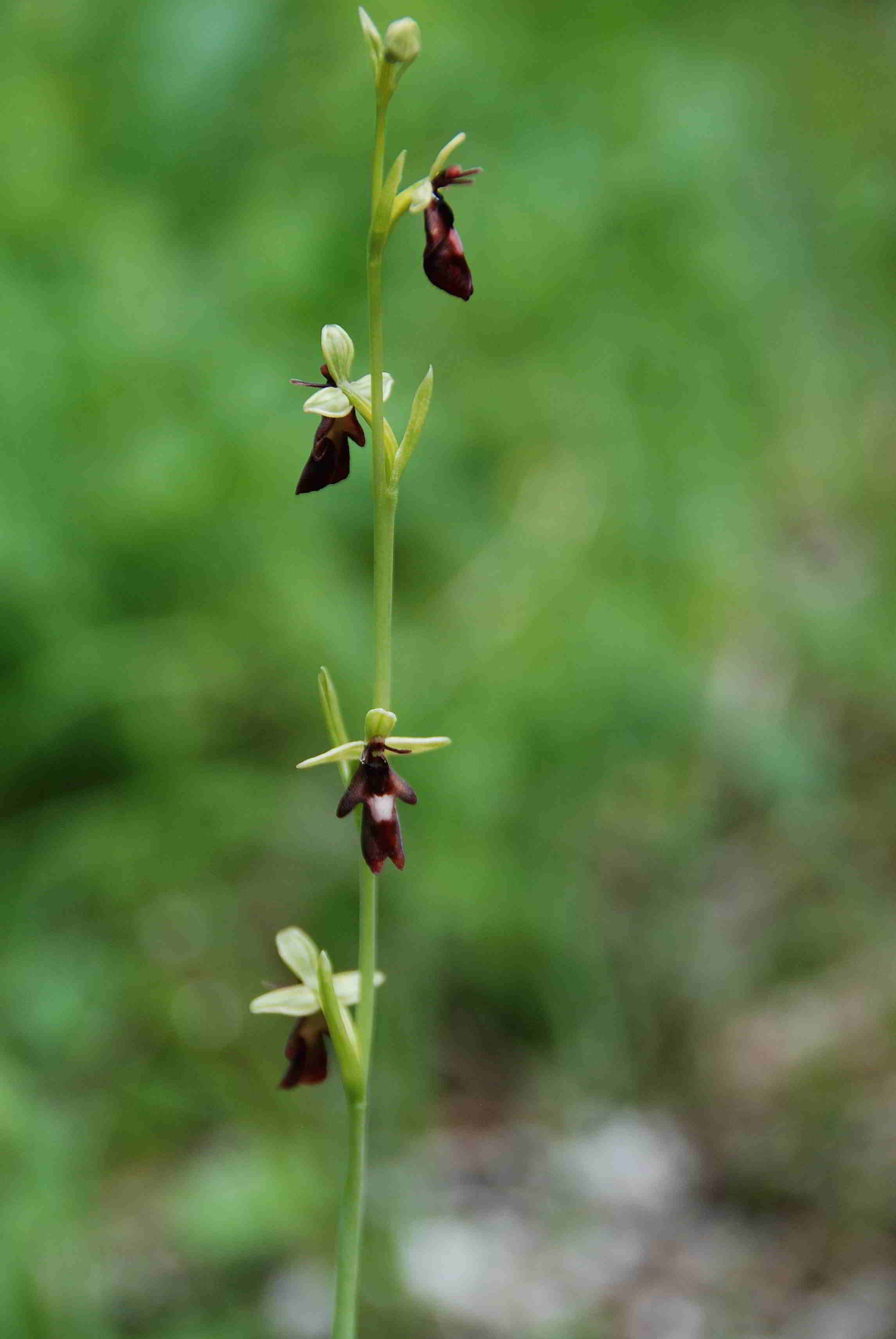 Zellerhüte-Orchideenwanderung-18062017-(223)-Marienwasserfallweg.JPG