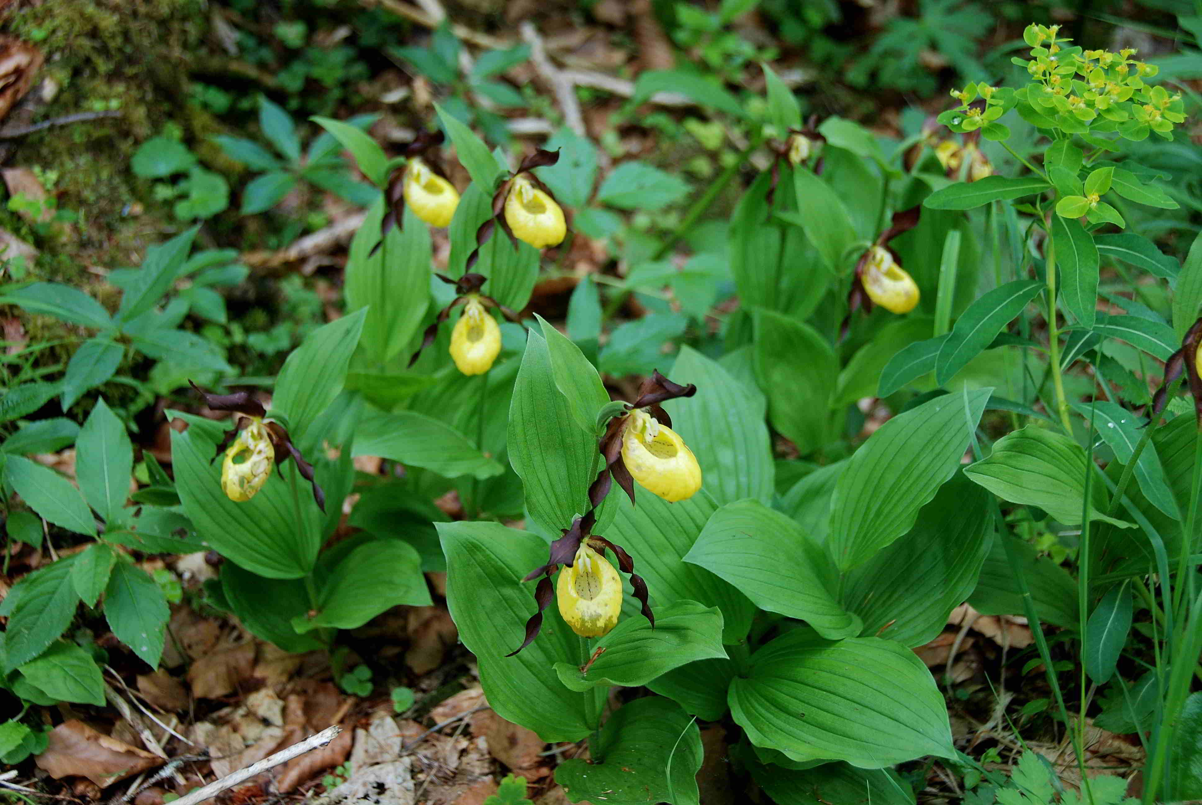 Zellerhüte-Orchideenwanderung-18062017-(248)-Marienwasserfallweg.JPG