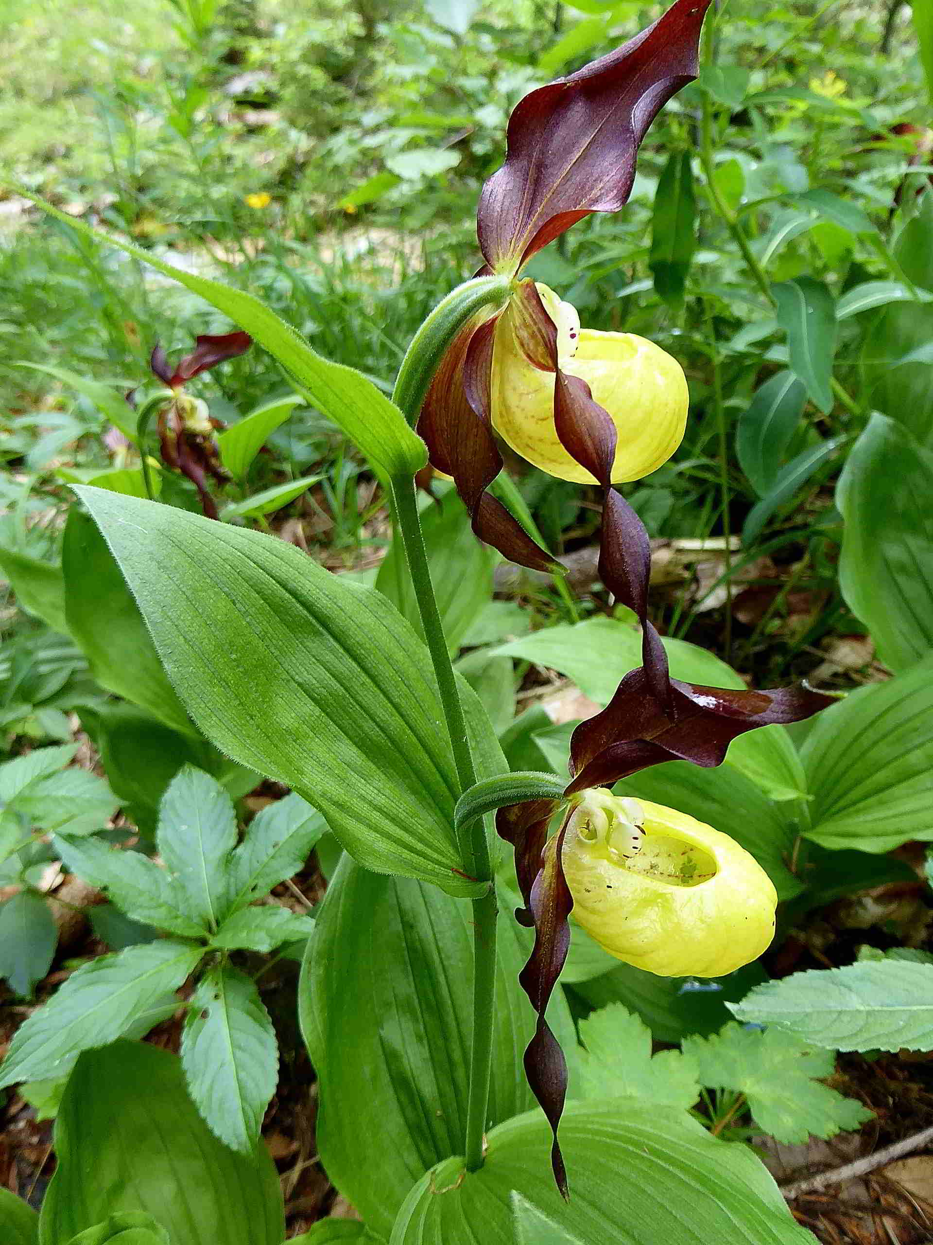 Zellerhüte-Orchideenwanderung-18062017-(253)-Marienwasserfallweg.JPG